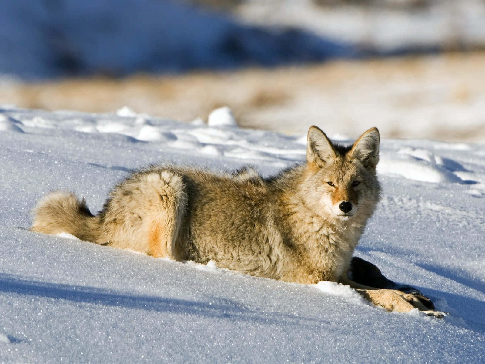coyote, snow, sunlight, HD Desktop Wallpaper