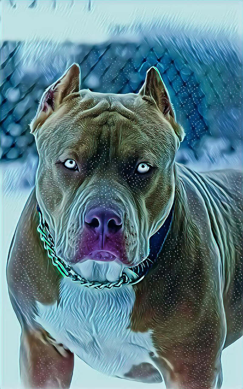 pit bull, intense blue eyes, chain collar, SD Phone Wallpaper