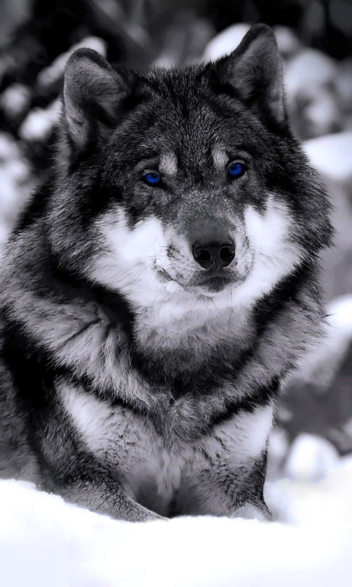 wolf, blue eyes, snow, Full HD Phone Wallpaper