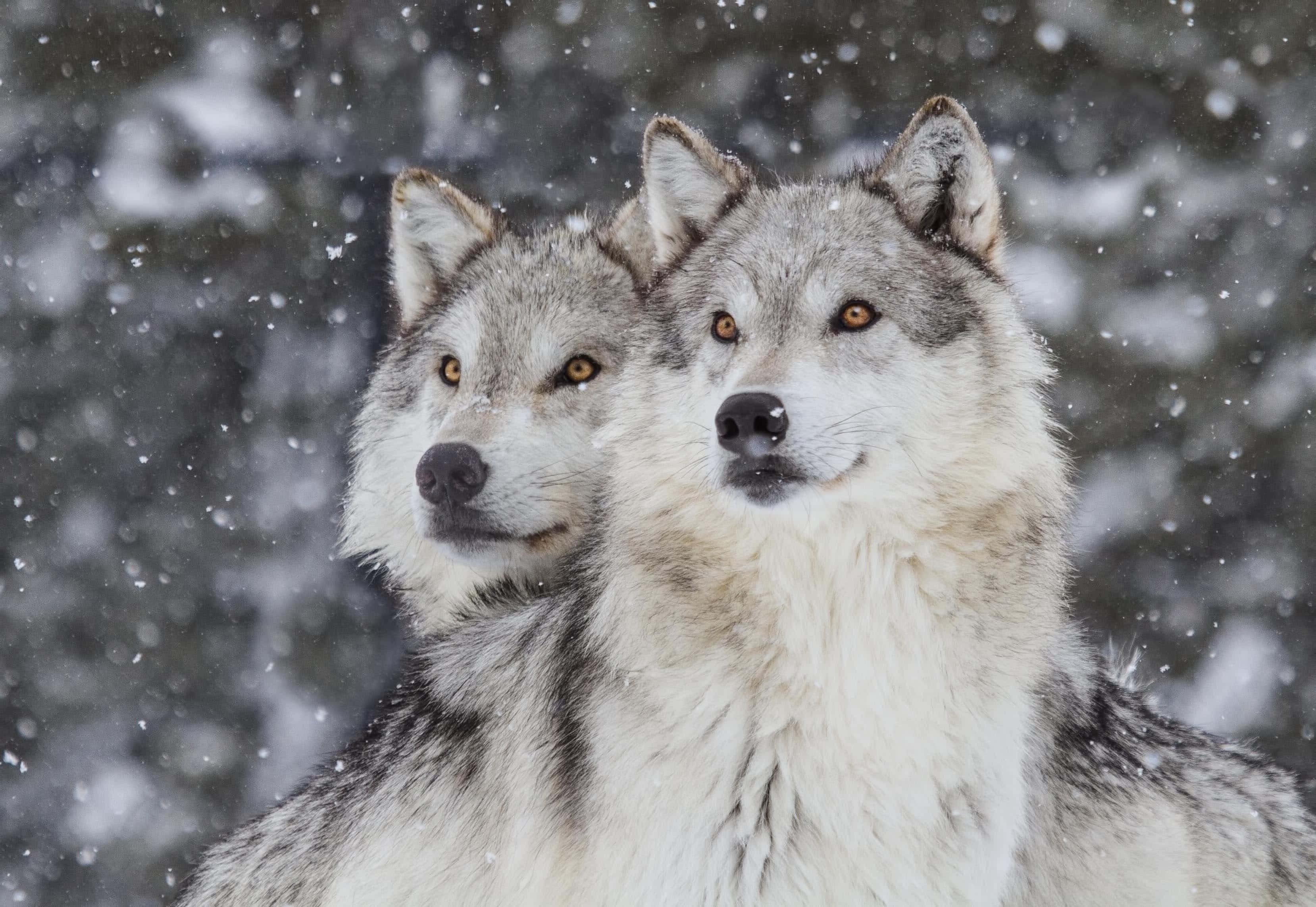 wolf, winter, gray wolves, 2K Desktop Wallpaper