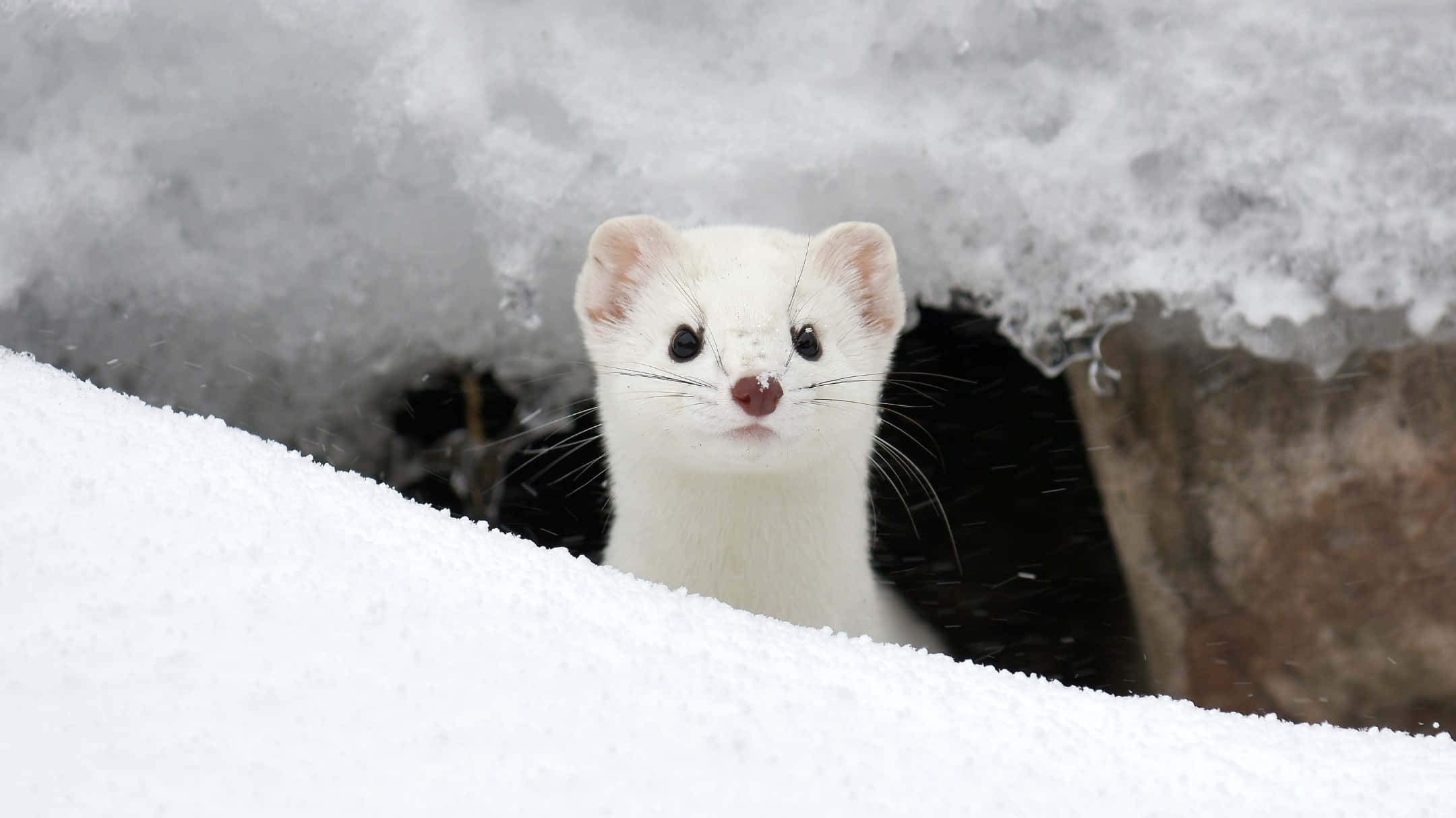 white weasel, snowy burrow entrance, soft snowflakes, Full HD Desktop Wallpaper