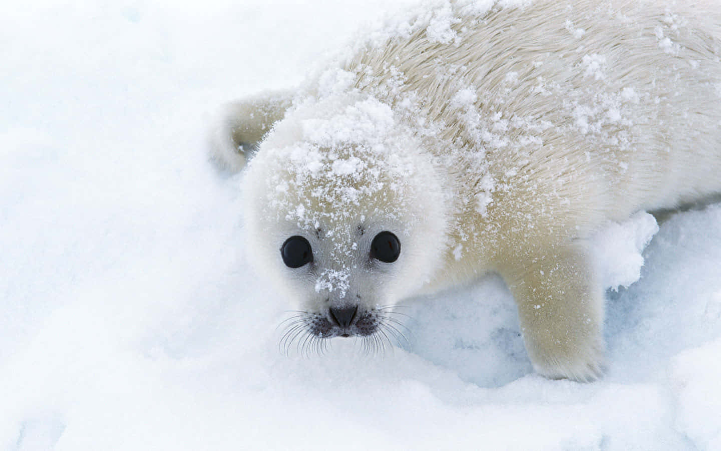 snowy harp seal pup, fluffy white seal pup, snowflakes on its fur, HD Desktop Wallpaper