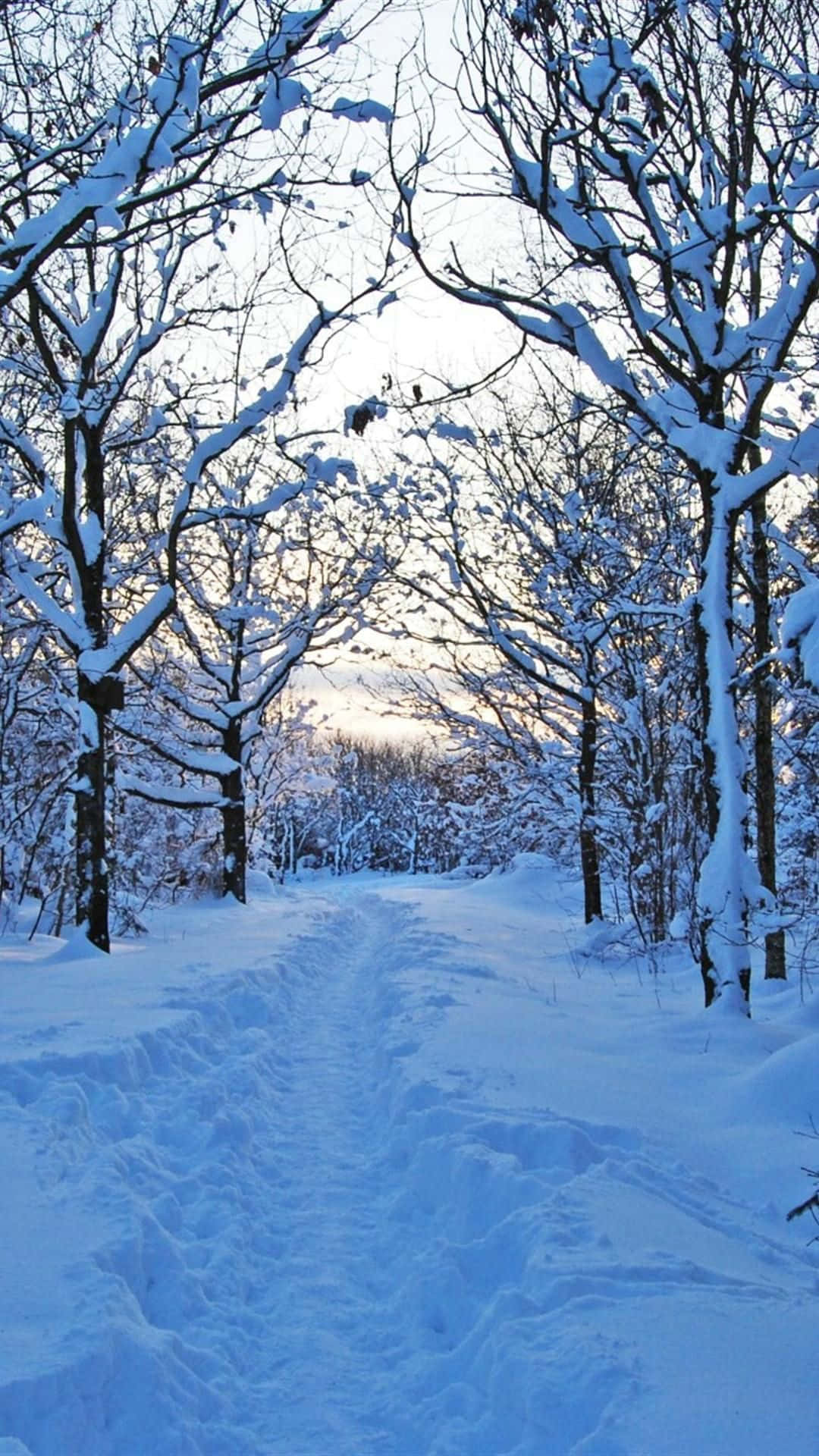 winter art, snow-covered forest path, bare trees, Full HD Phone Wallpaper