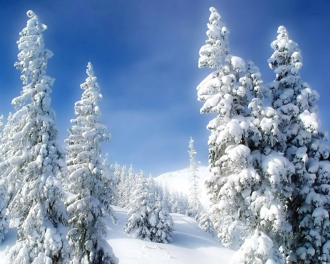 pines, winter, snow, HD Desktop Wallpaper