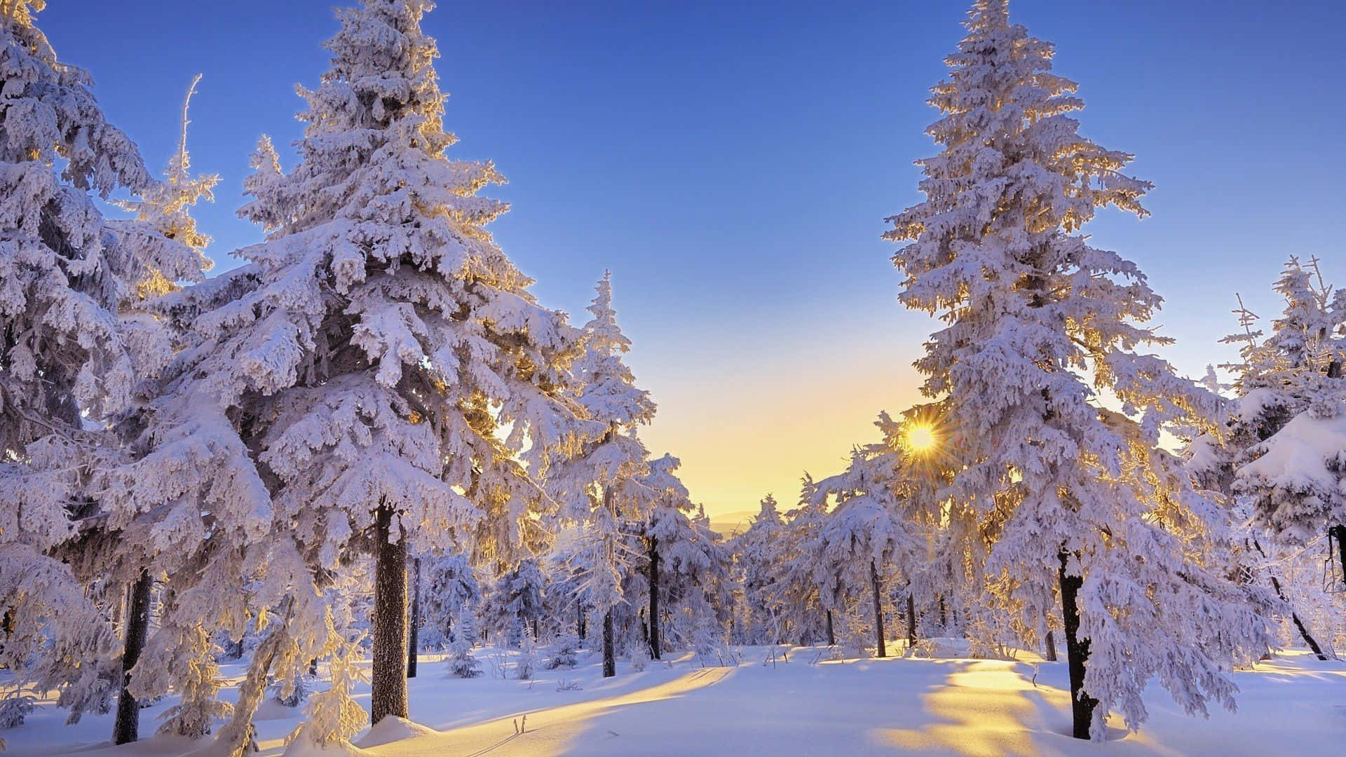 golden sunrise, snow-laden pine trees, serene winter forest, Full HD Desktop Wallpaper