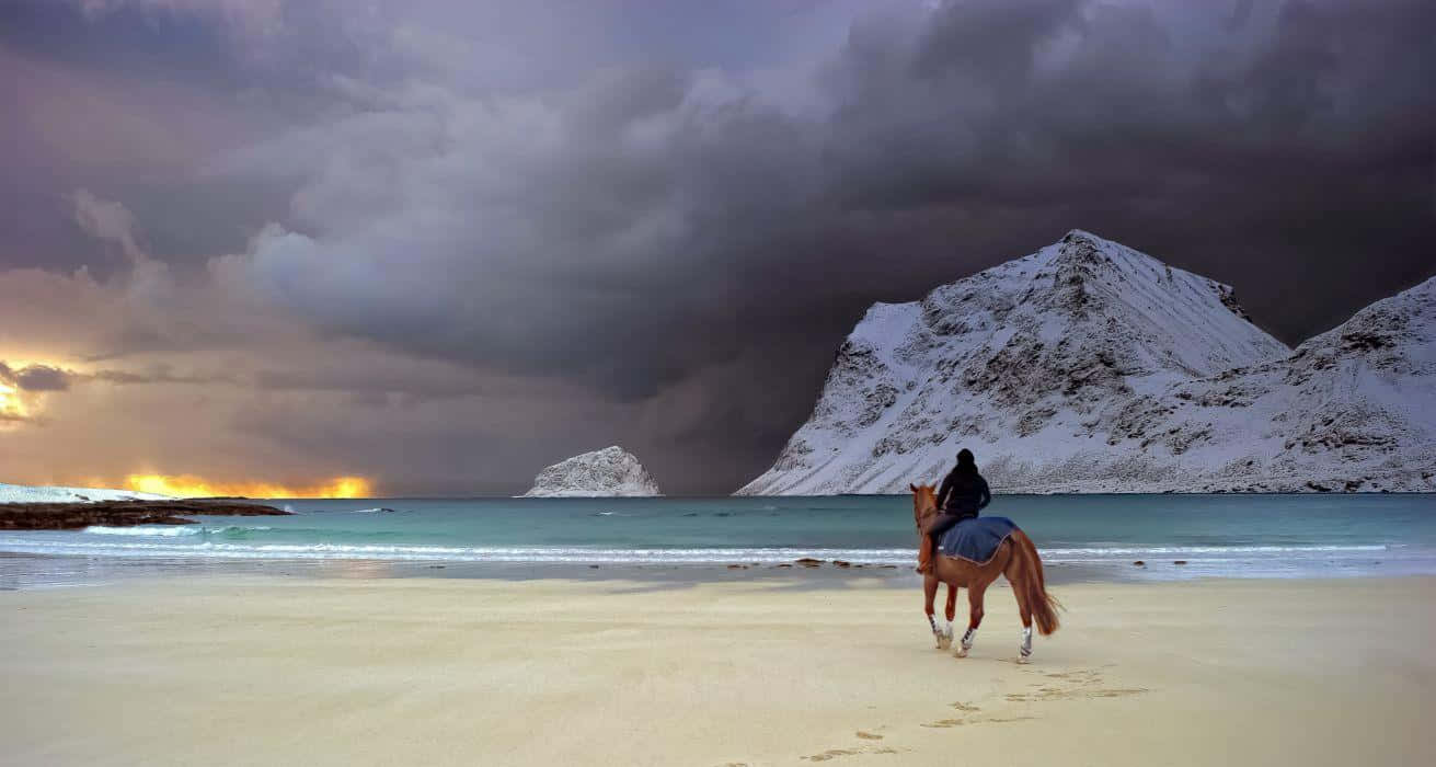 Winter Beach, chestnut horse, snowy beach, HD Desktop Wallpaper