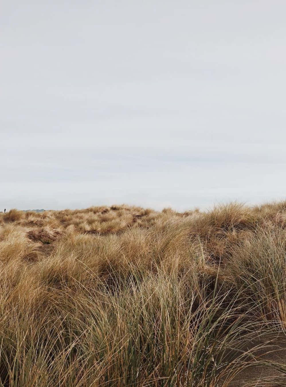 winter beach, icy blue ocean, golden grasses, HD Phone Wallpaper