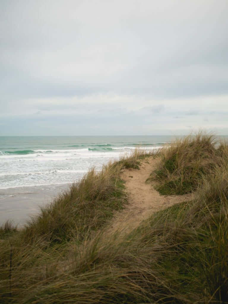 Winter Beach, sandy path, grassy dunes, SD Phone Wallpaper