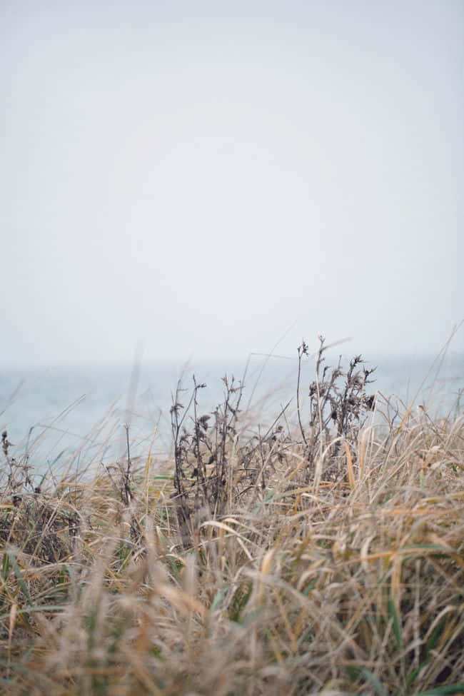 winter beach, dry grasses, hazy ocean, SD Phone Wallpaper