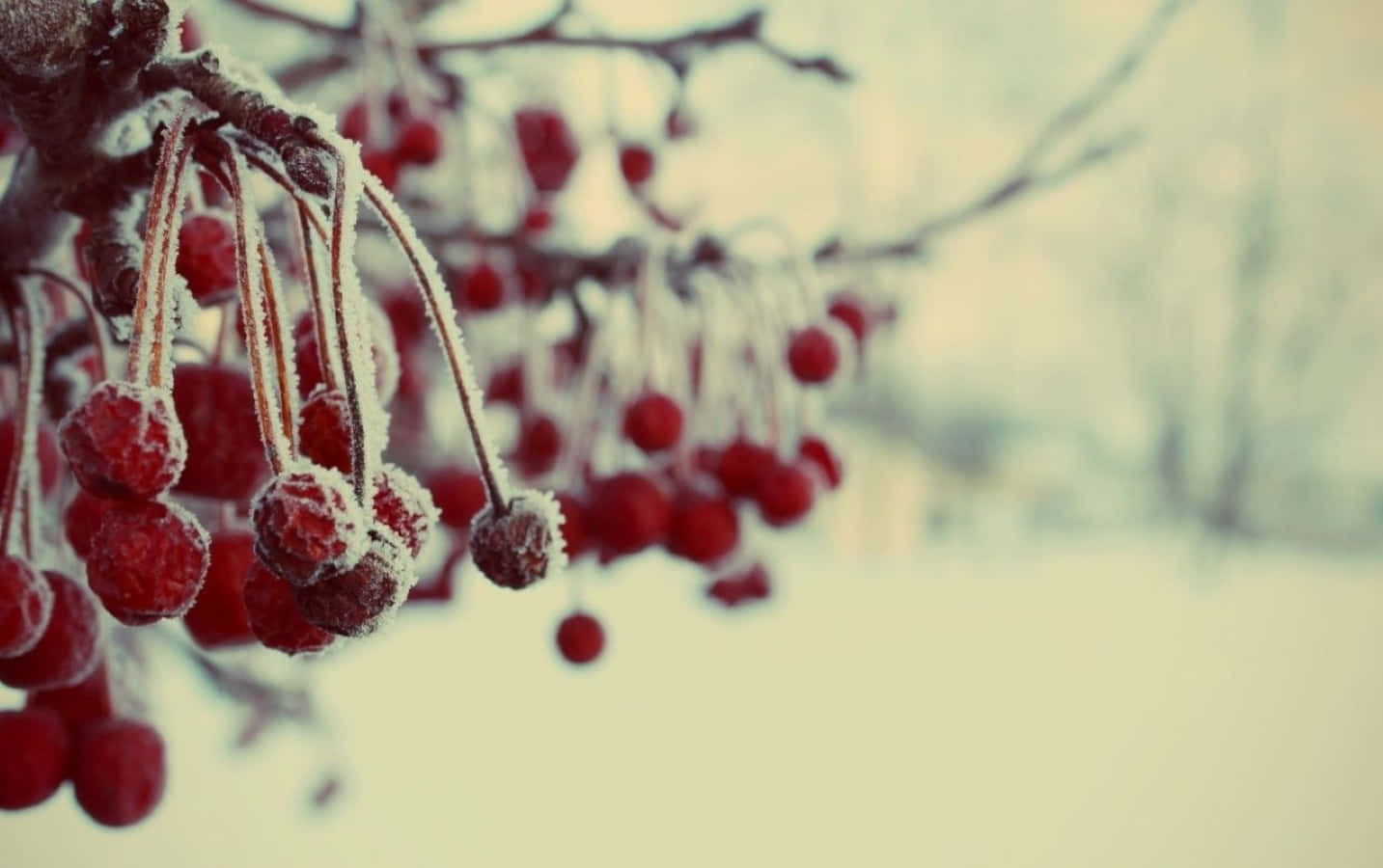 Winter Berries, vibrant red berries, bare winter branches, HD Desktop Wallpaper