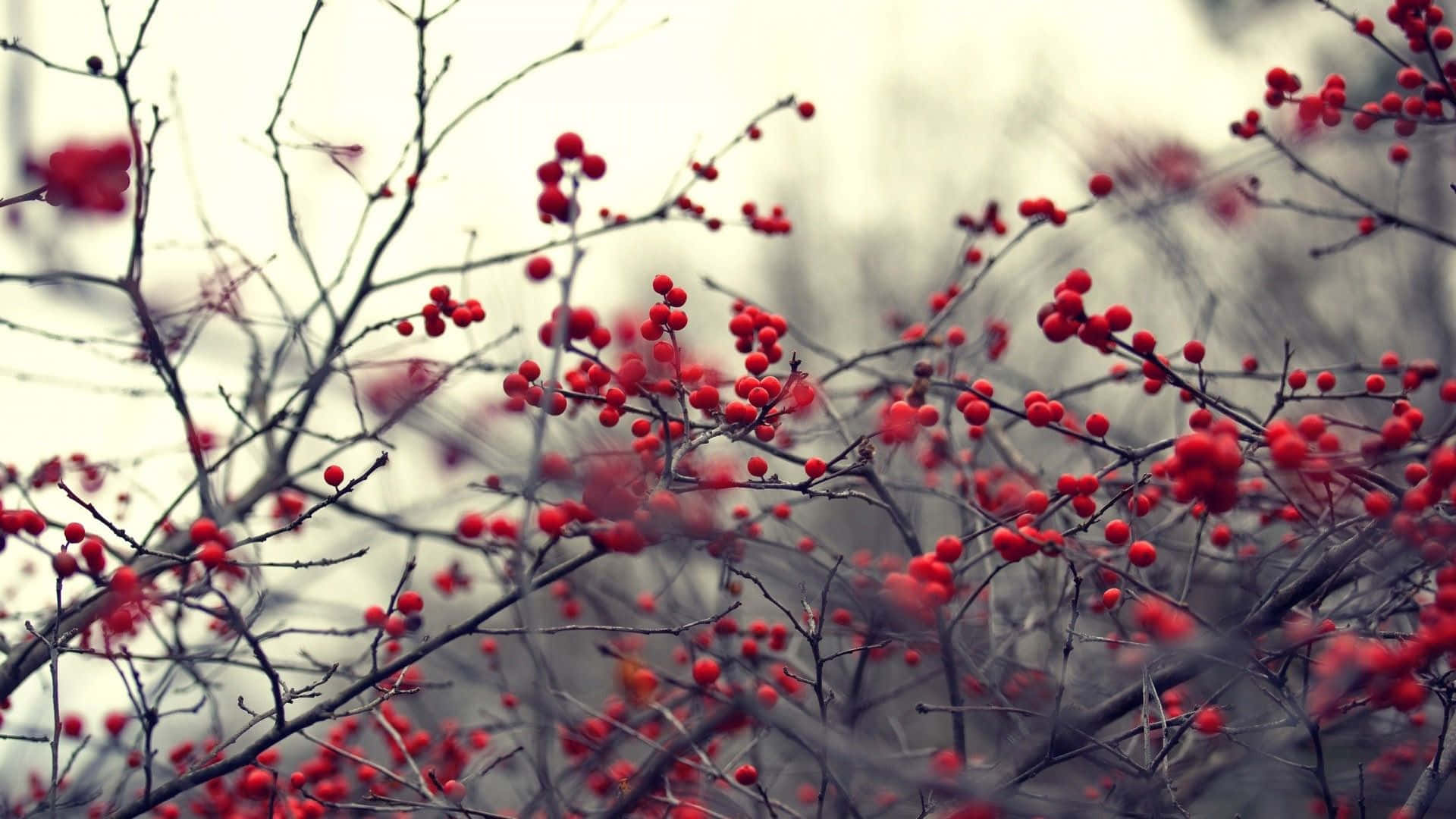 Winter Berries, red berries, snowy branch, Full HD Desktop Wallpaper