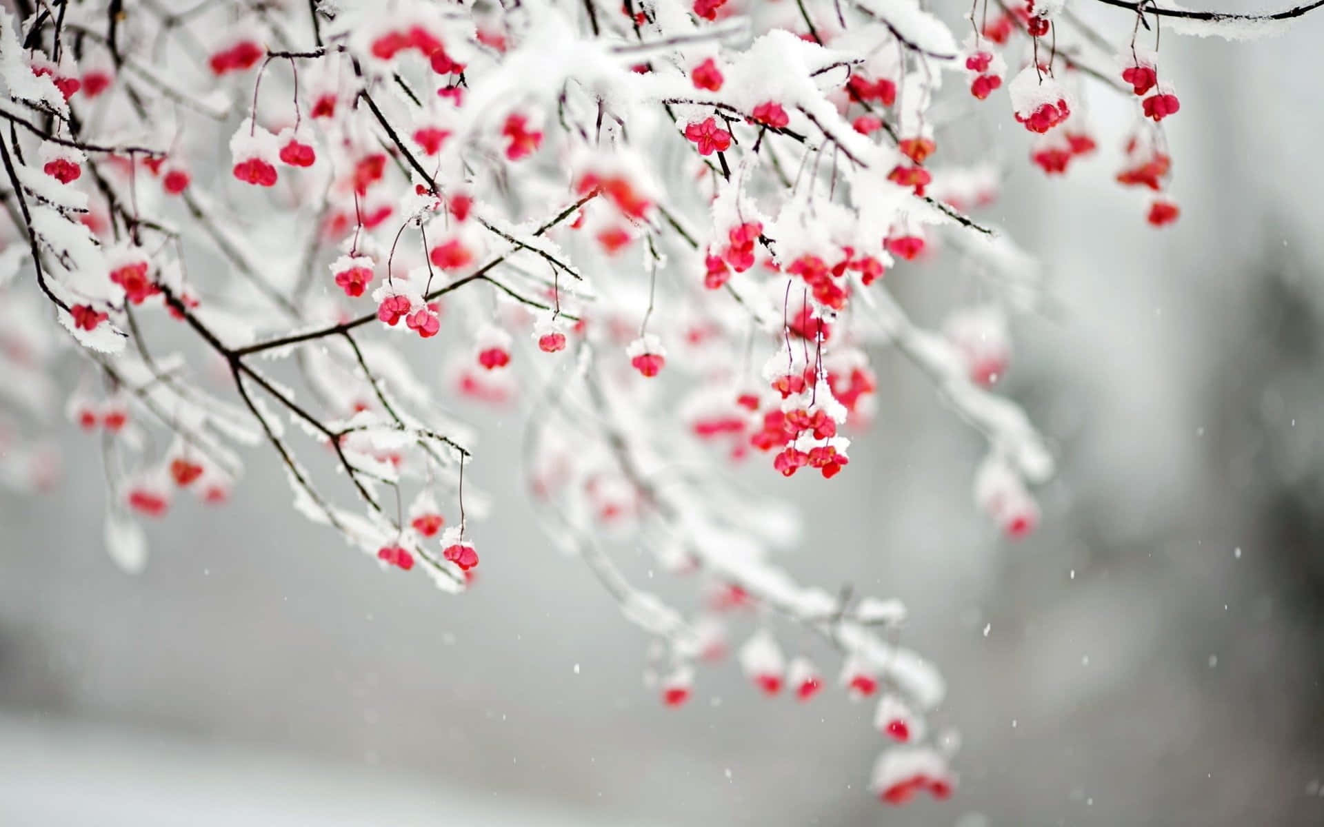 Winter Berries, red berries, dark branches, Full HD Desktop Wallpaper