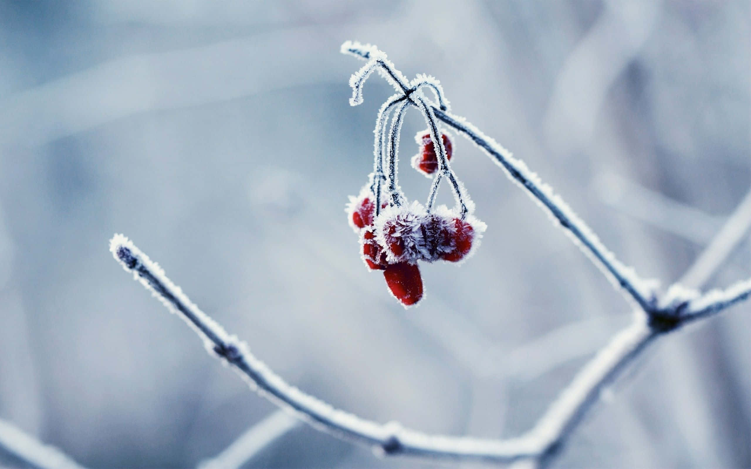 Winter Berries, vibrant red berries, snowy branch, 2K Desktop Wallpaper
