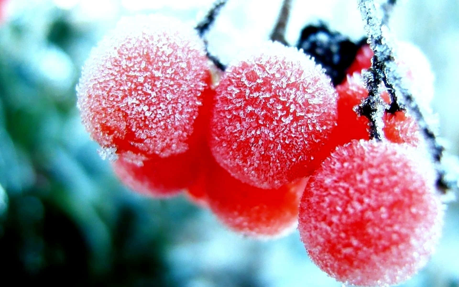 Winter Berries, red berries, frost, Full HD Desktop Wallpaper
