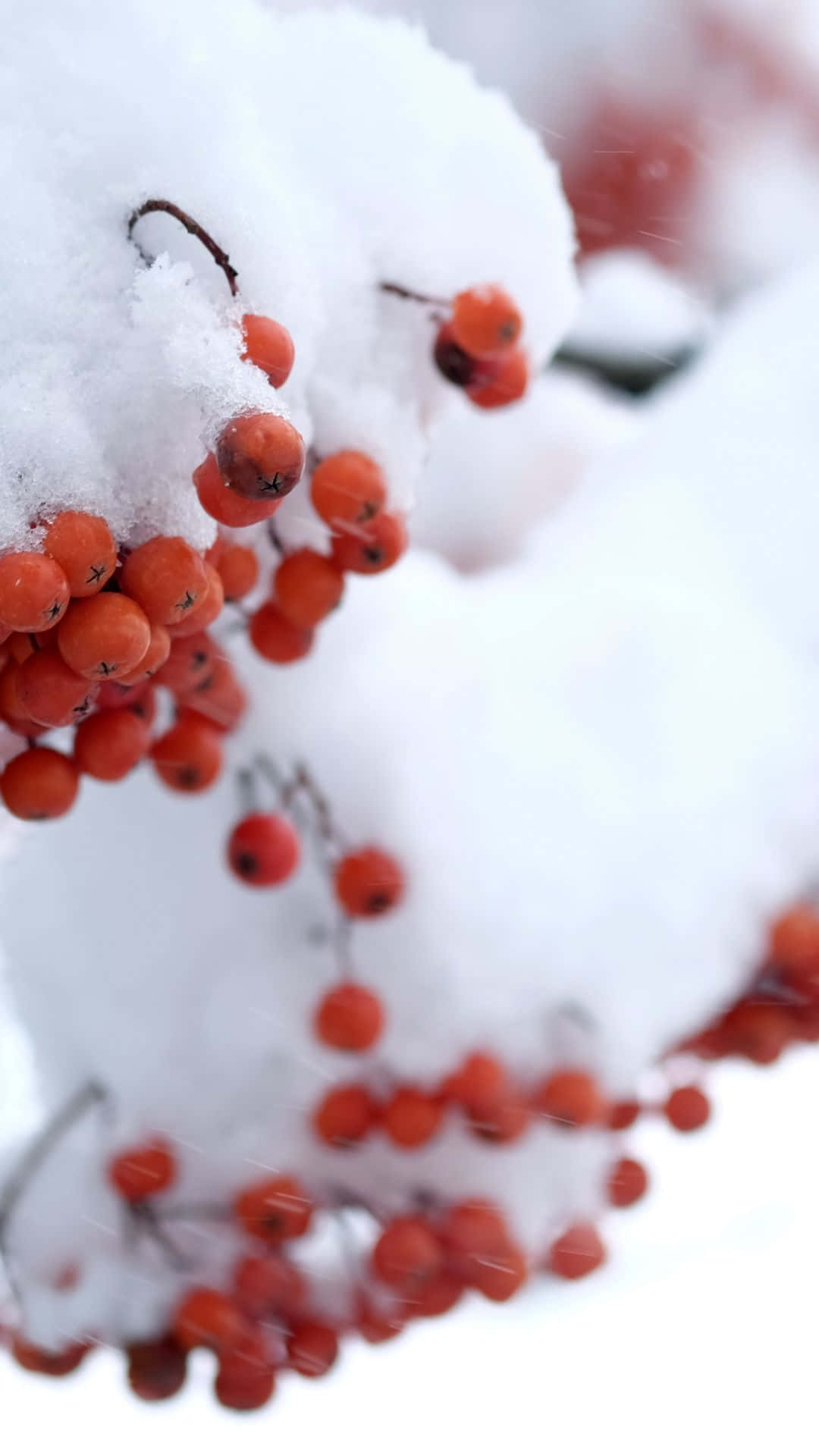 winter berries, vibrant red berries, snowy branches, Full HD Phone Wallpaper
