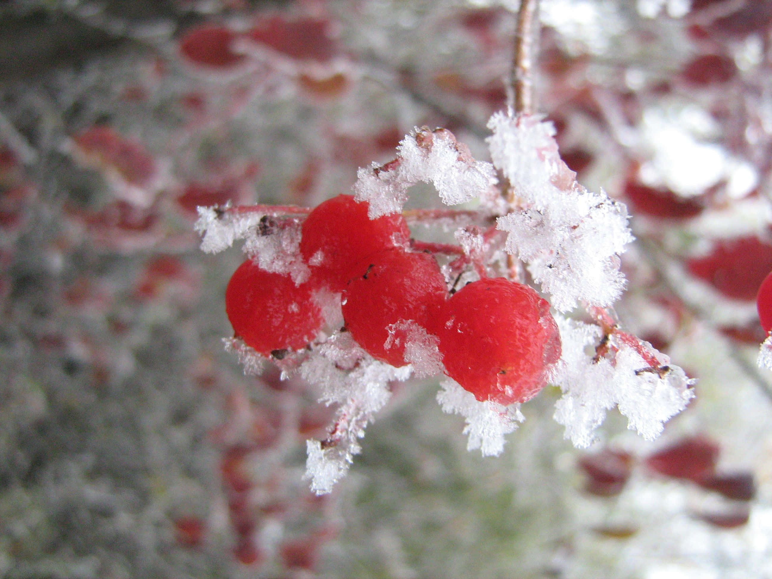 Winter Berries, frost-covered, vibrant red berries, 2K Desktop Wallpaper
