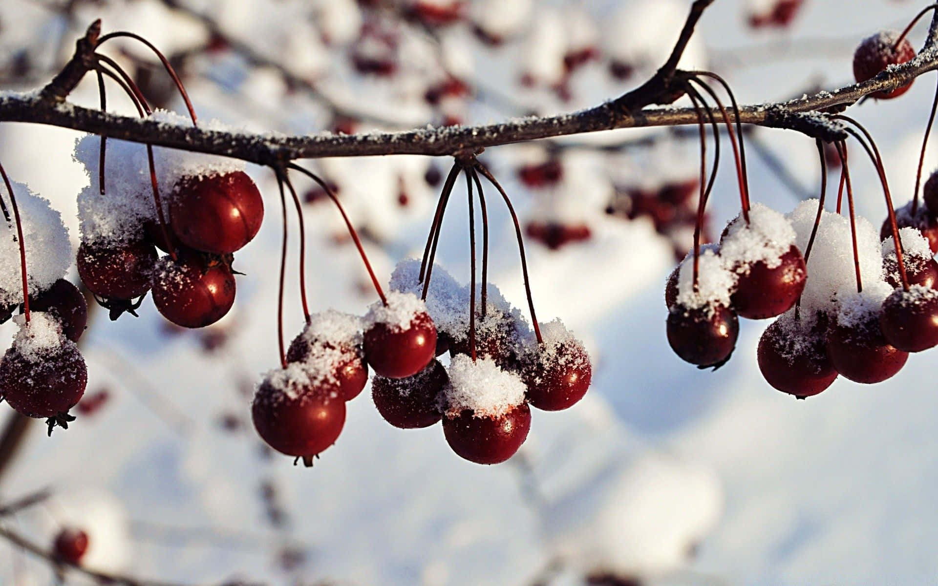 Winter Berries, red berries, fresh snow, Full HD Desktop Wallpaper