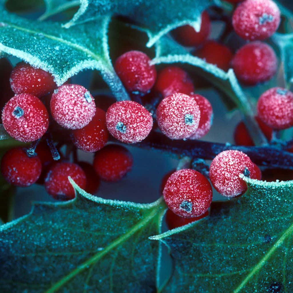 Winter Berries, holly berries, frost-covered, SD Desktop Wallpaper