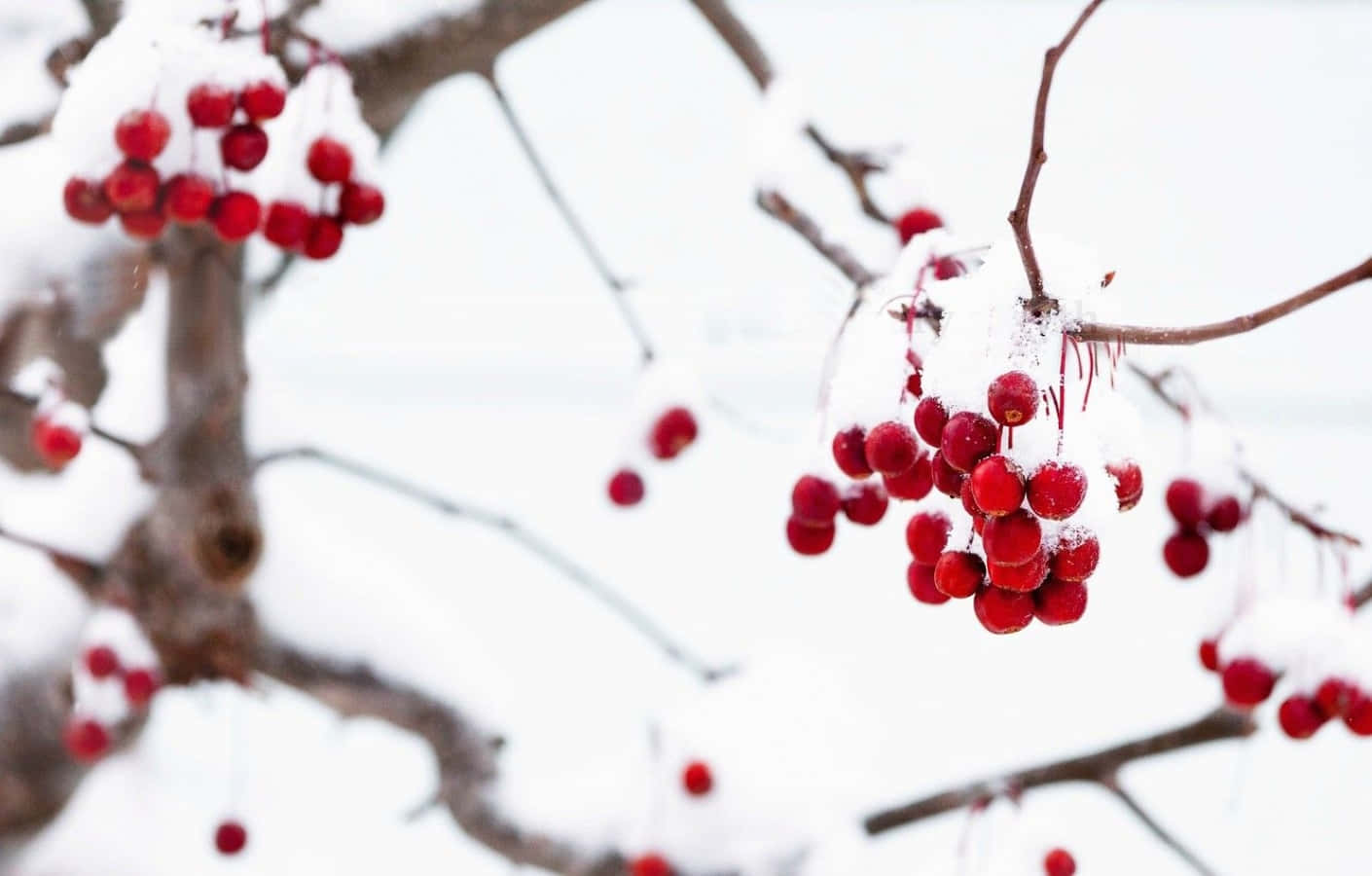 Winter Berries, red berries, snowy branch, HD Desktop Wallpaper