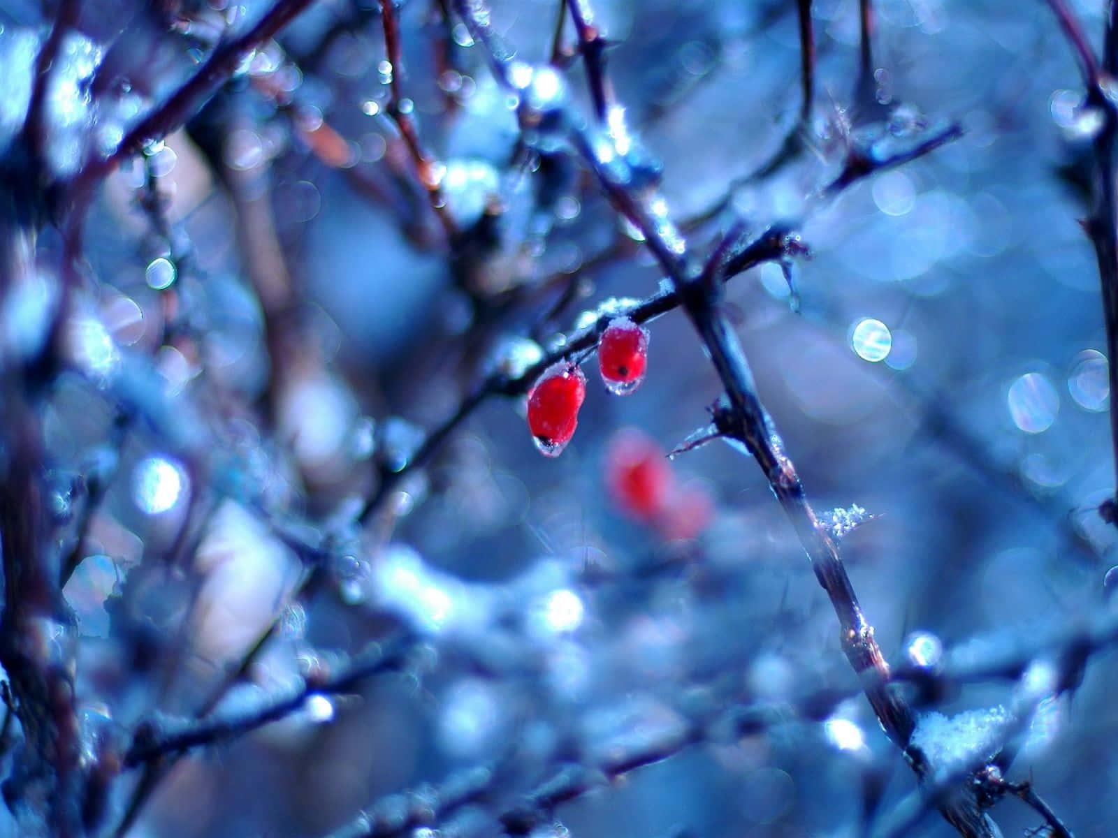 Winter Berries, red berries, icy branches, HD Desktop Wallpaper