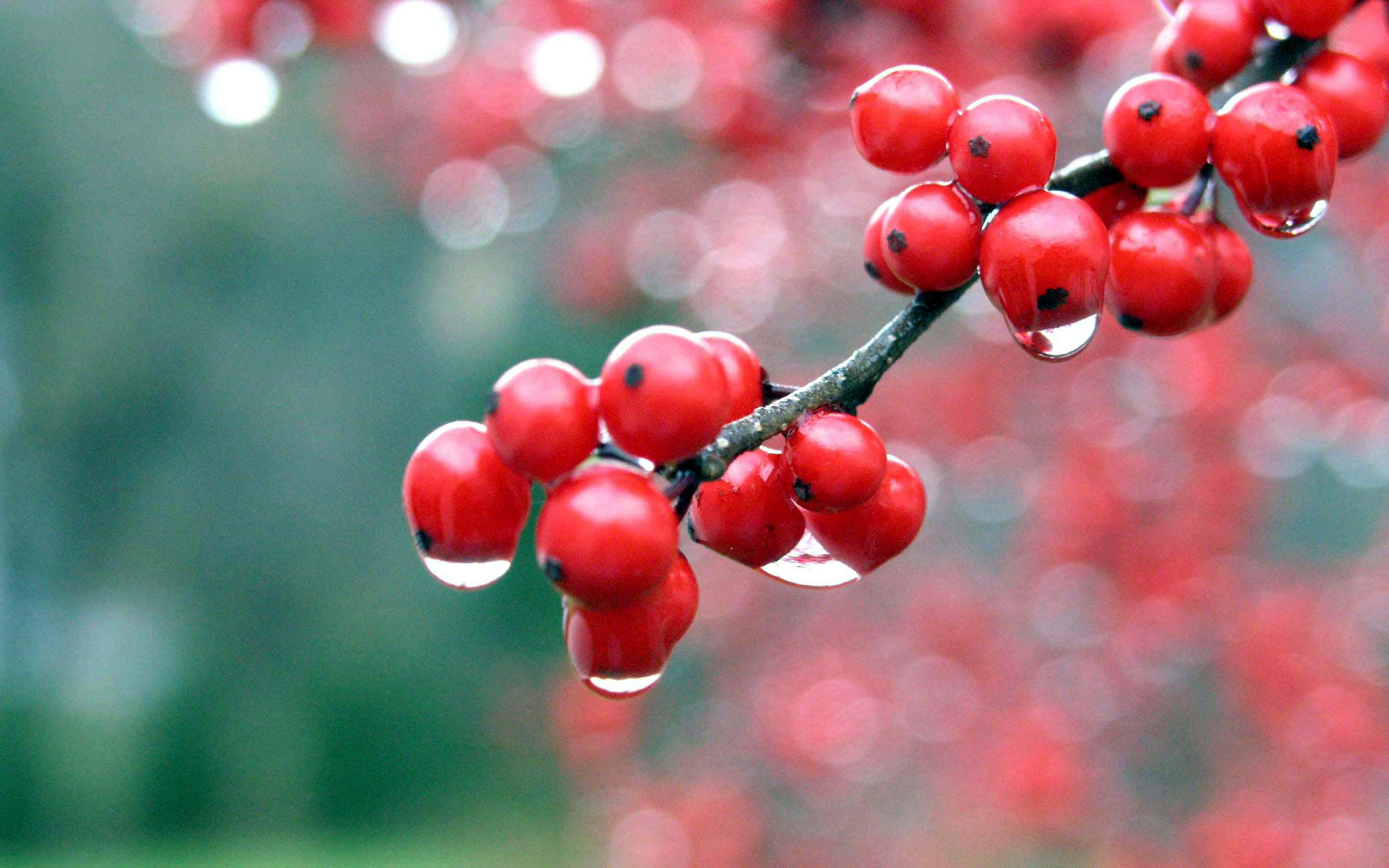 Winter Berries, red berries, dewdrops, 2K Desktop Wallpaper