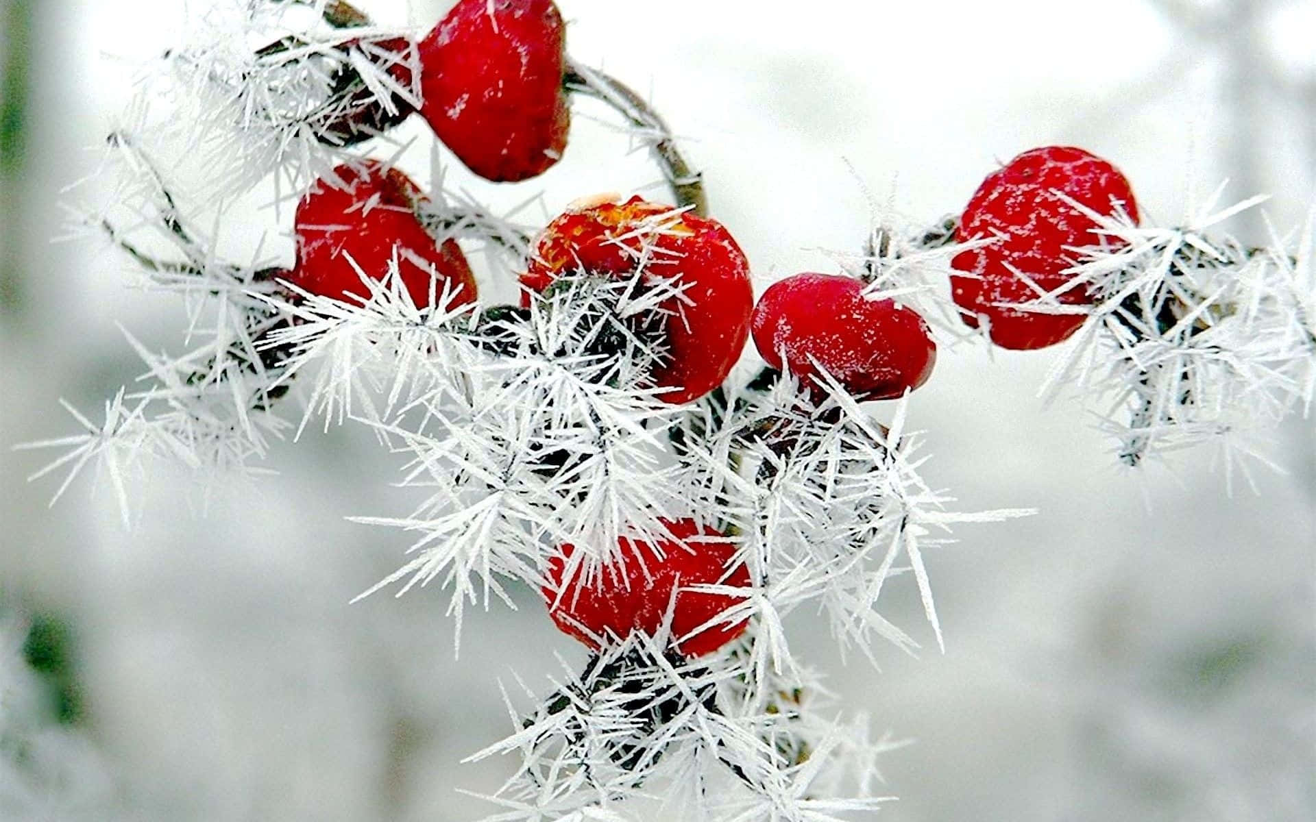 Winter Berries, frost-covered thorny branches, vibrant red berries, Full HD Desktop Wallpaper