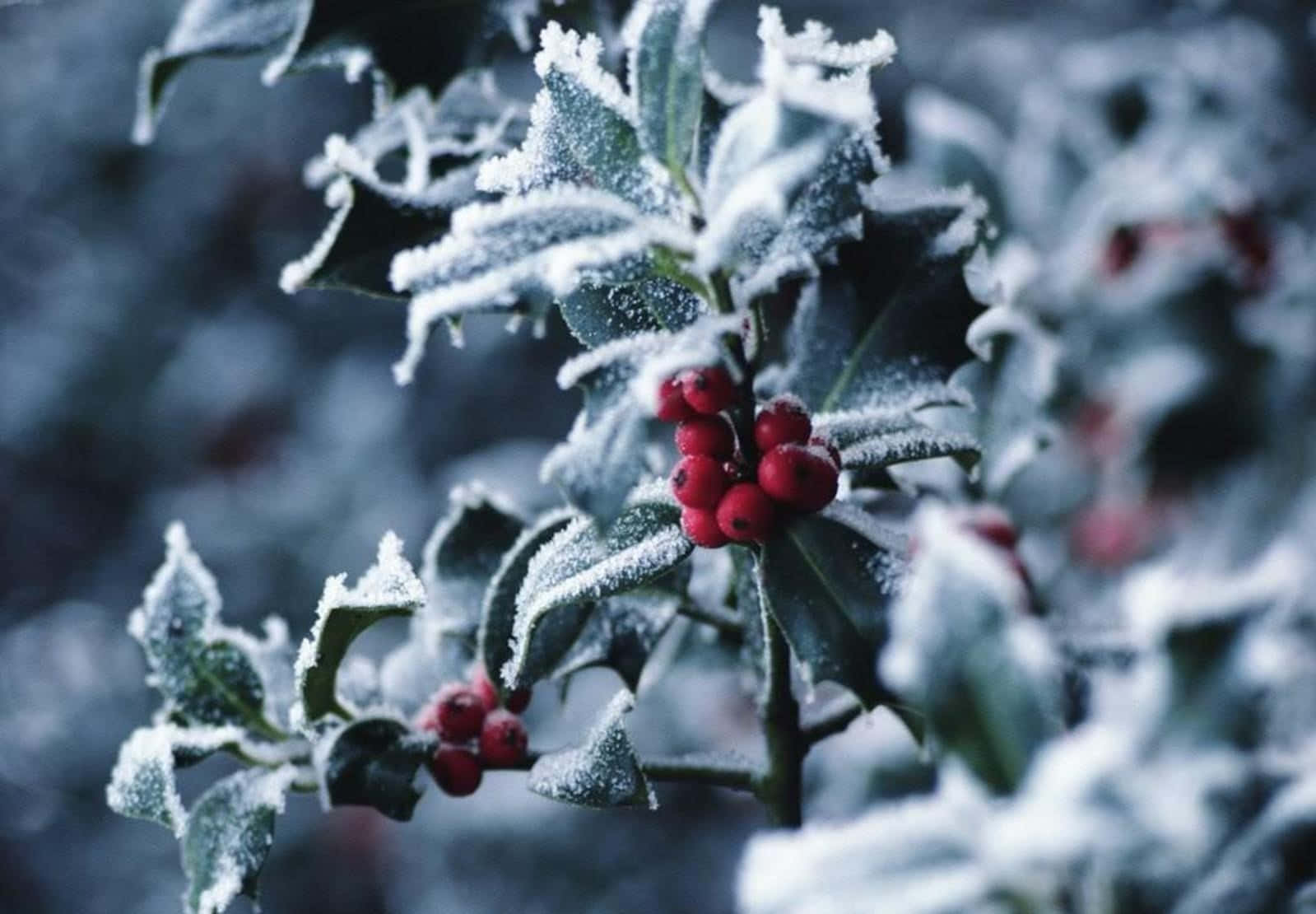 Winter Berries, vibrant red holly berries, deep green leaves, HD Desktop Wallpaper