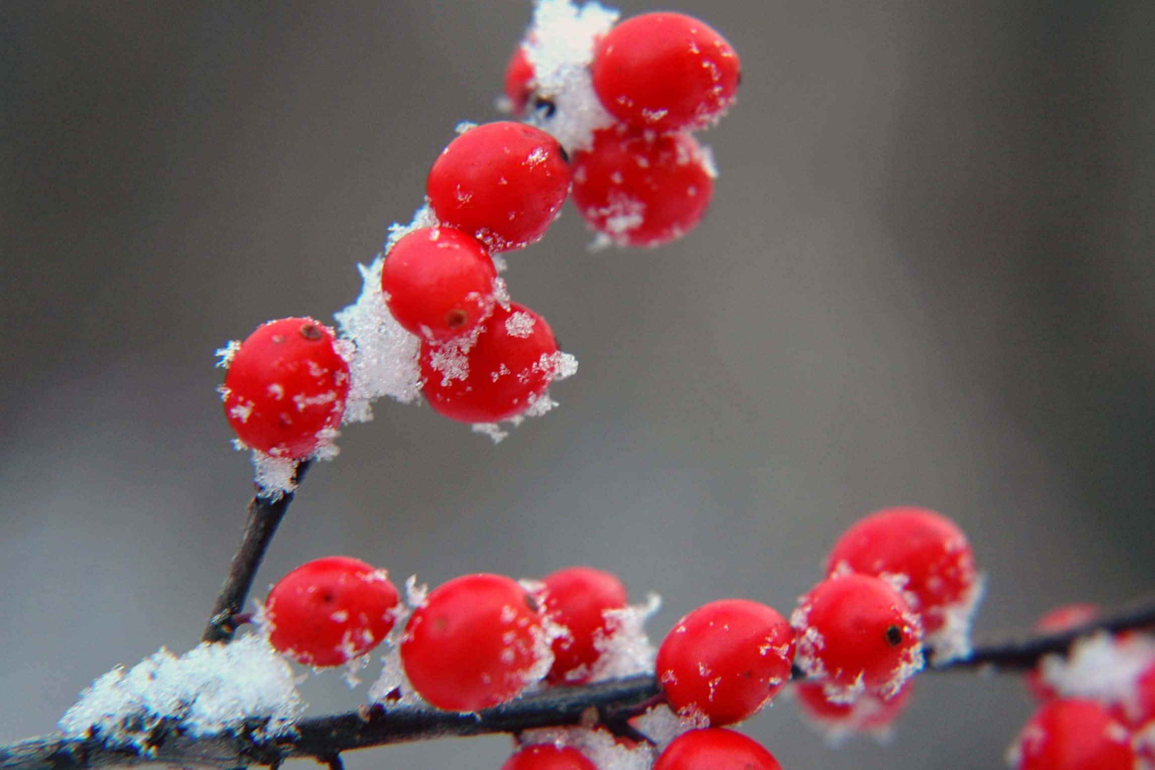 Winter Berries, red berries, fresh snow, Full HD Desktop Wallpaper