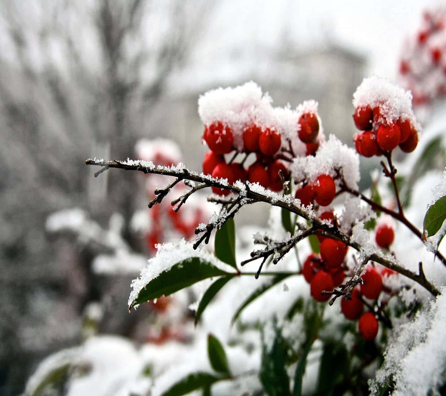Winter Berries, red berries, fresh snow, HD Desktop Wallpaper