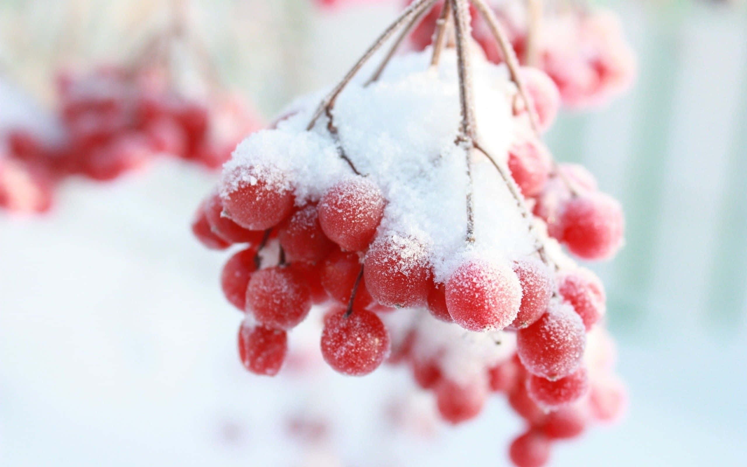 Winter Berries, red berries, snow, 2K Desktop Wallpaper