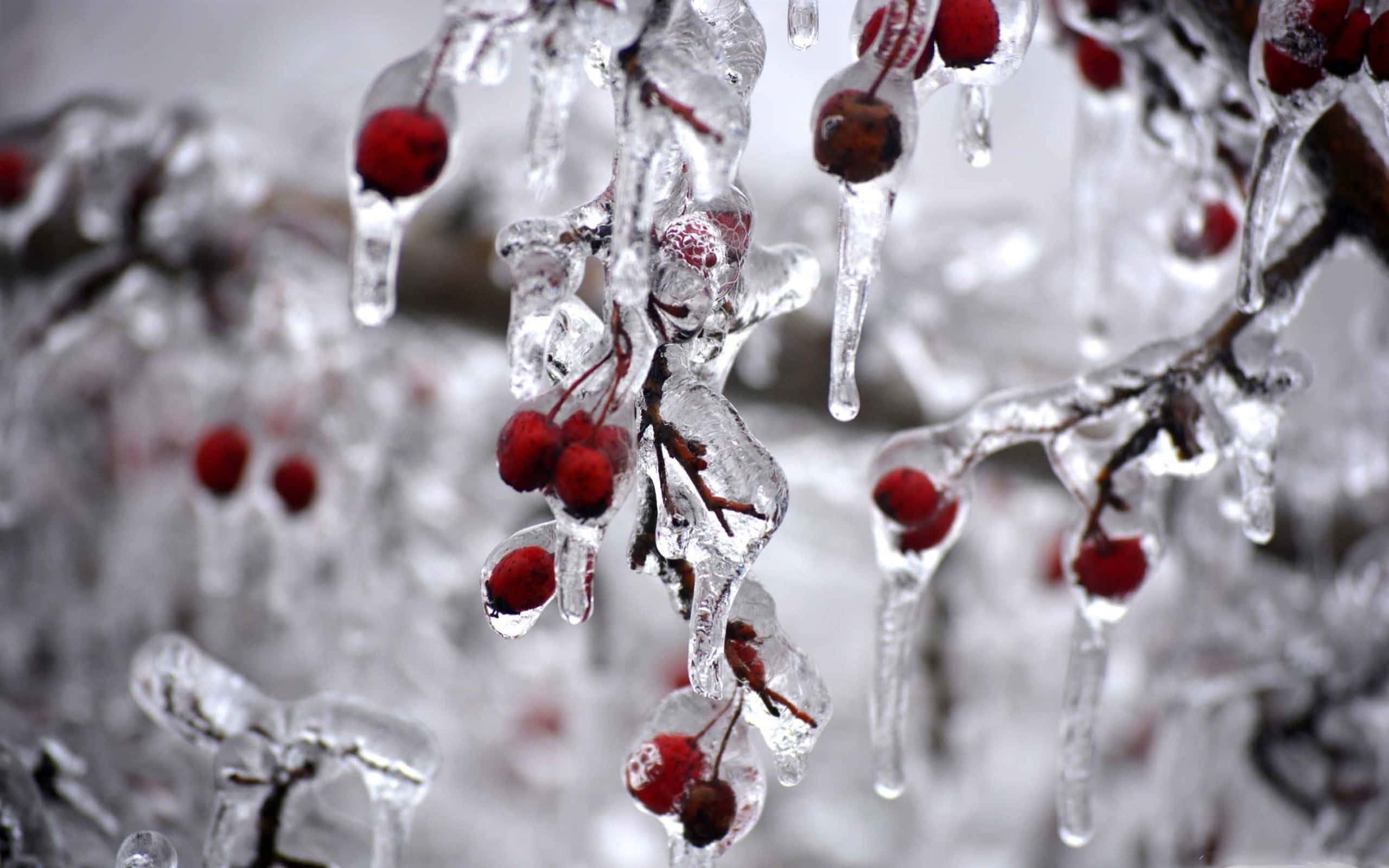 Winter Berries, red berries, clear ice, 2K Desktop Wallpaper