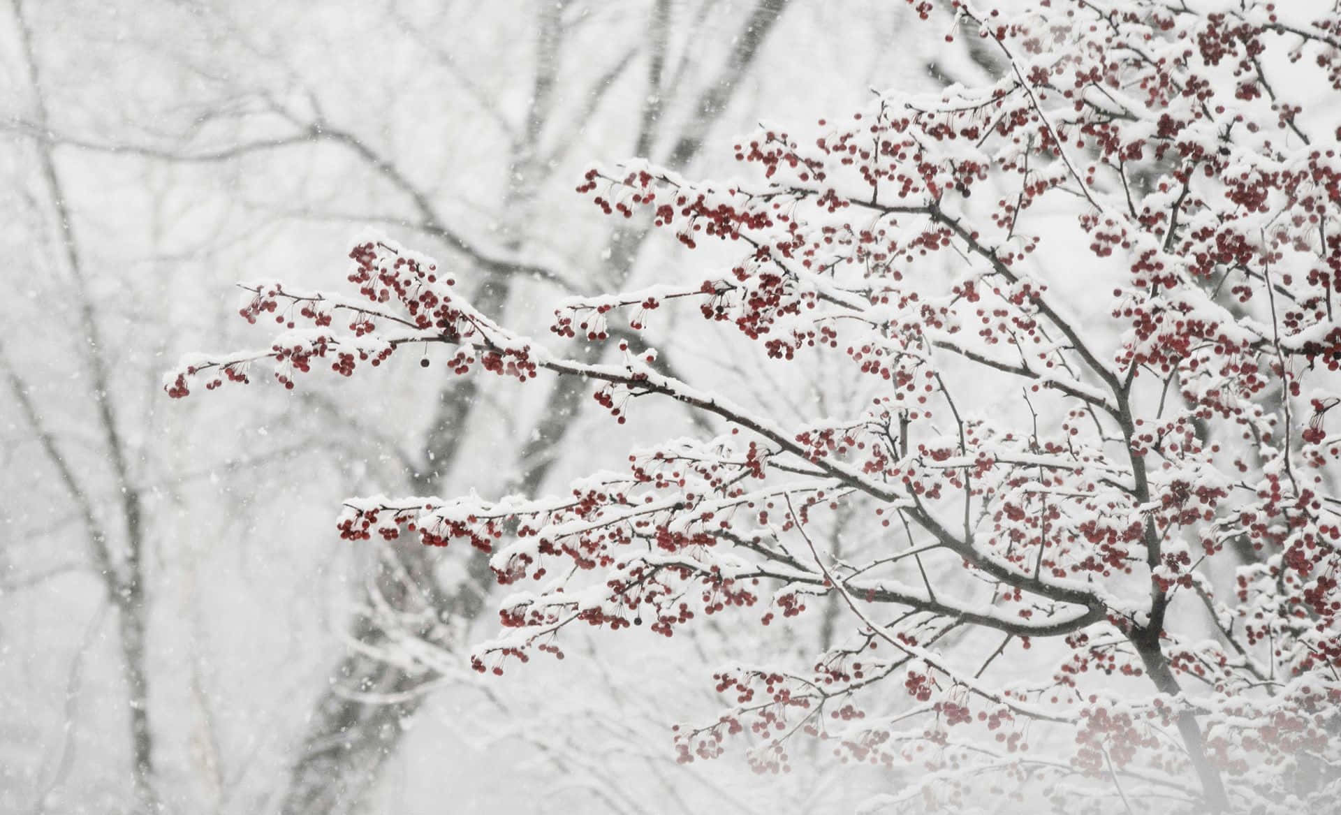 Winter Berries, vibrant red berries, bare winter branches, Full HD Desktop Wallpaper