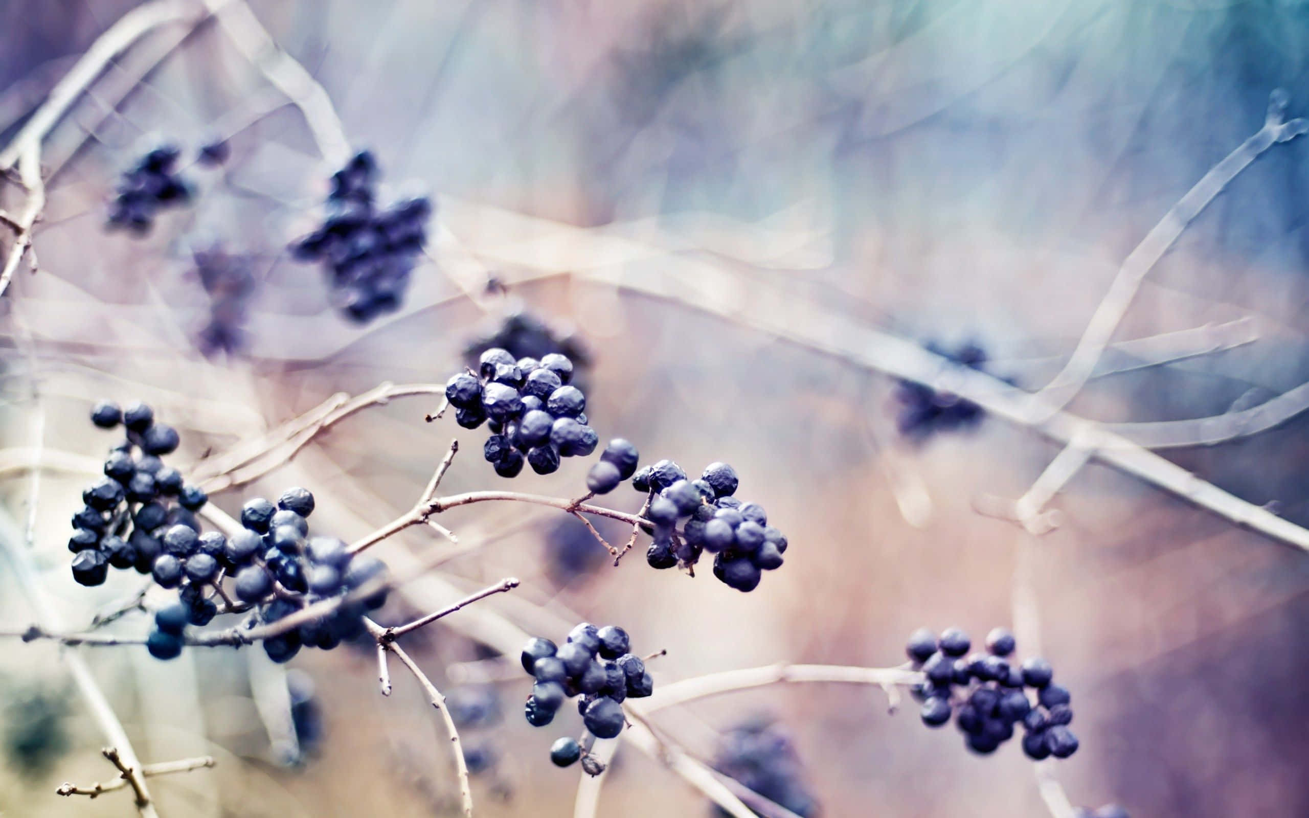 Winter Berries, dark berries, bare branches, 2K Desktop Wallpaper