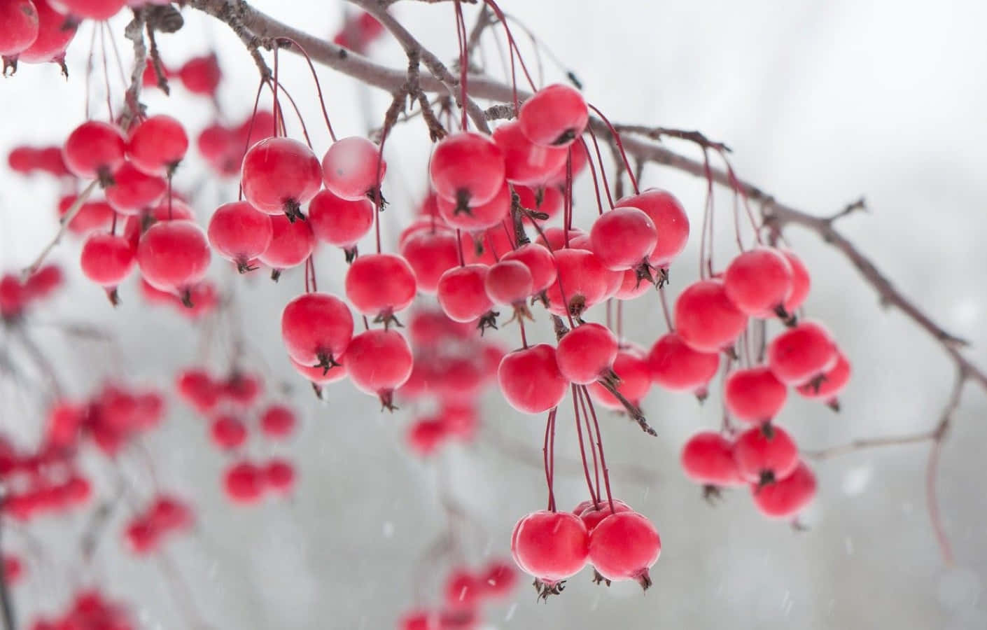 Winter Berries, red berries, bare branches, HD Desktop Wallpaper