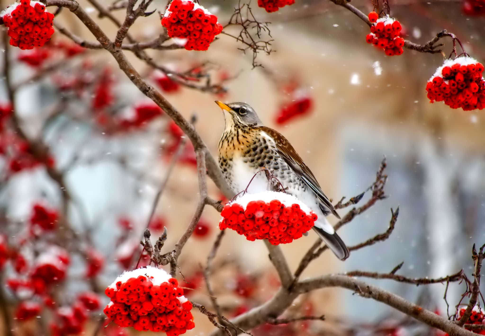 Winter Berries, frost-covered, snowy branch, Full HD Desktop Wallpaper
