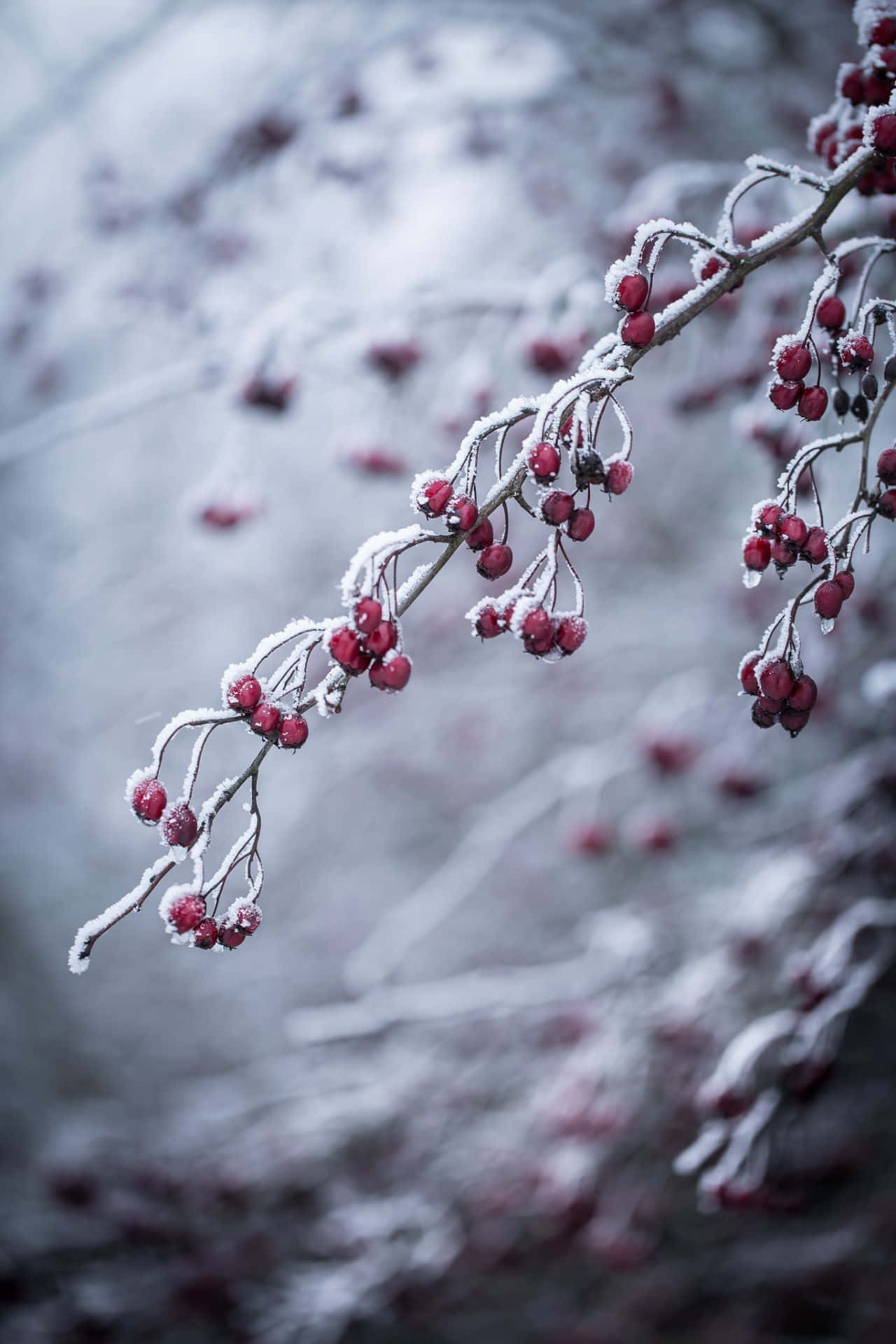 Winter Berries, snow-covered, vibrant red berries, Full HD Phone Wallpaper