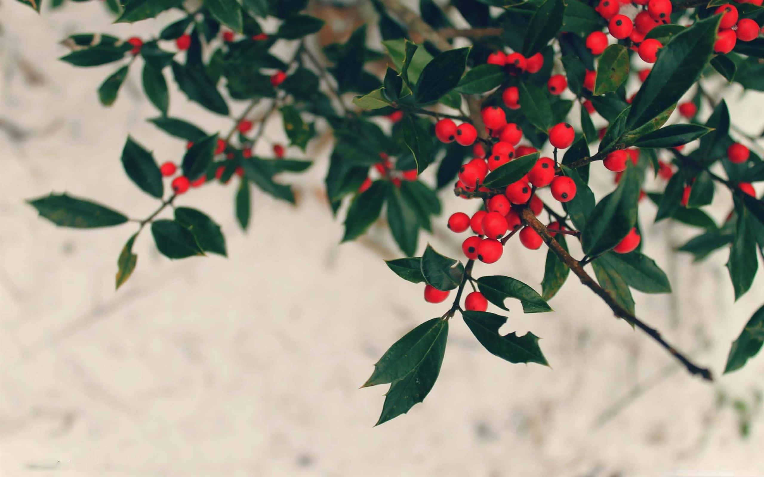 Winter Berries, red holly berries, glossy green leaves, 2K Desktop Wallpaper