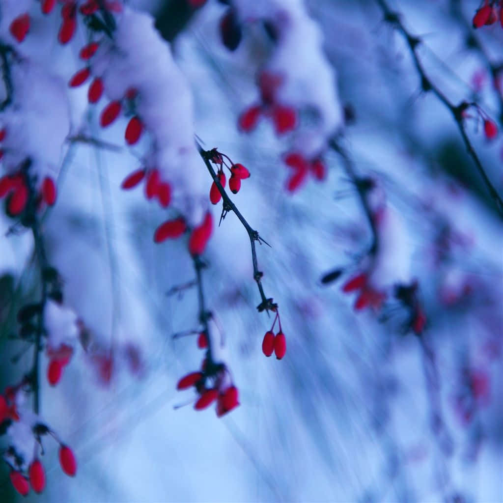 Winter Berries, red berries, snow-dusted branches, SD Desktop Wallpaper