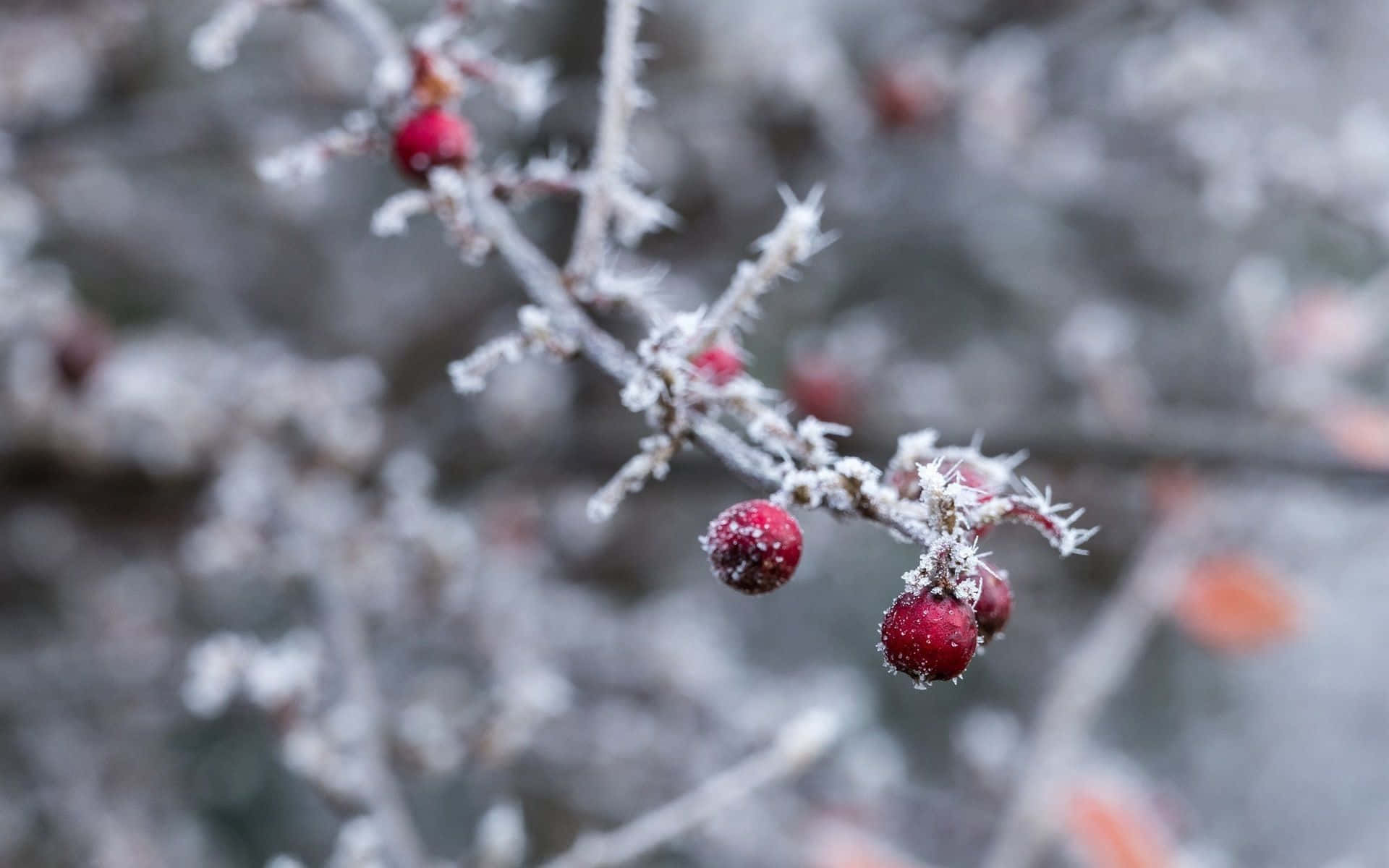 Winter Berries, frost, vibrant red berries, Full HD Desktop Wallpaper