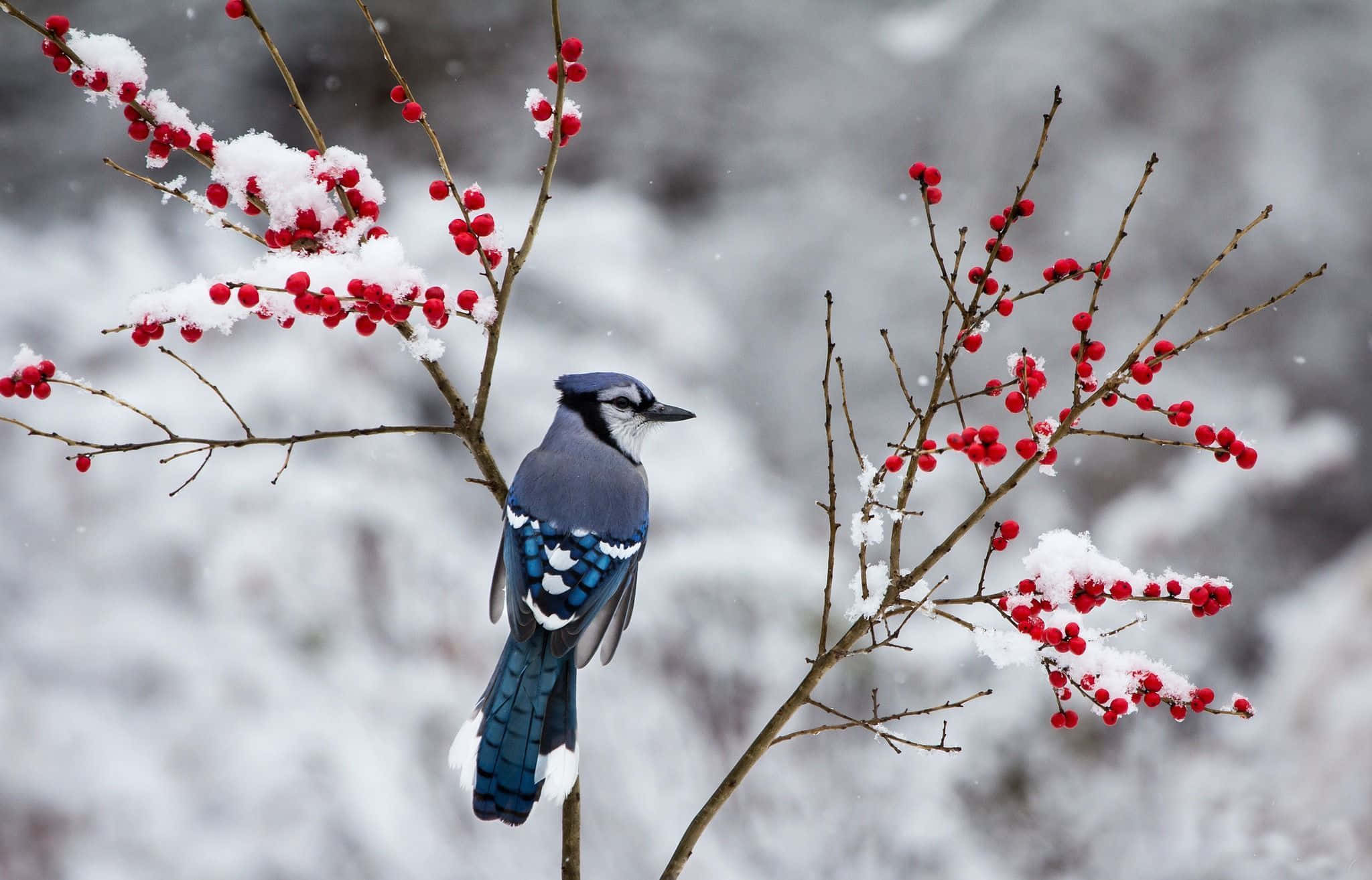 Winter Berries, blue jay, snow-dusted branch, Full HD Desktop Wallpaper