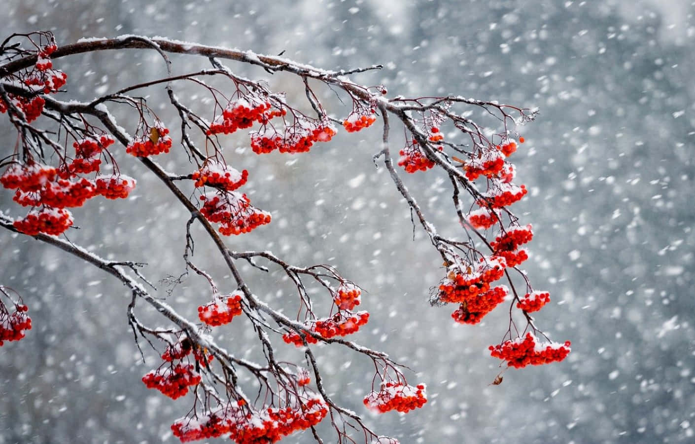 Winter Berries, snow-dusted branches, gentle snowflakes, HD Desktop Wallpaper