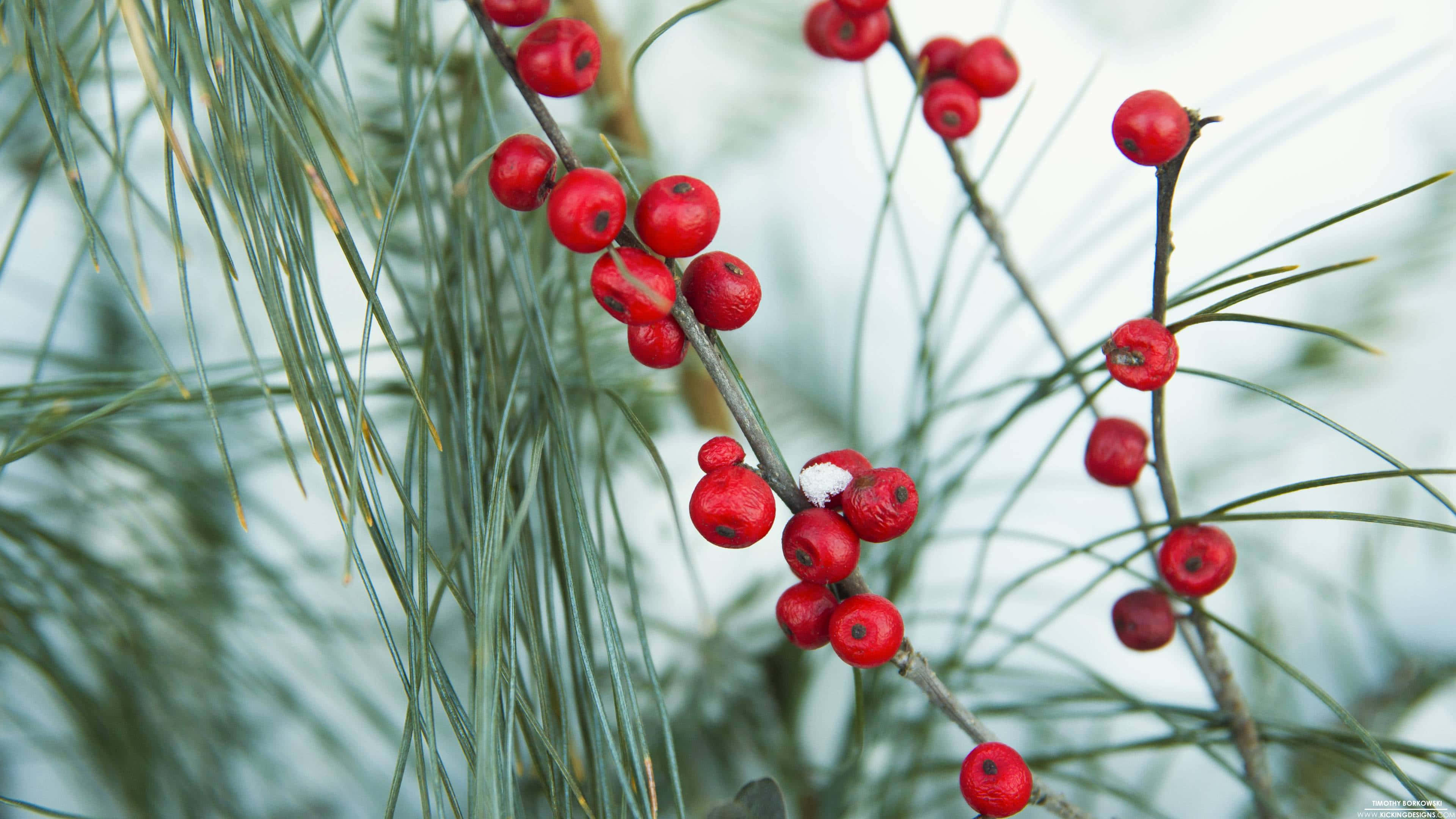 Winter Berries, red berries, frost-dusted pine branches, 4K Desktop Wallpaper