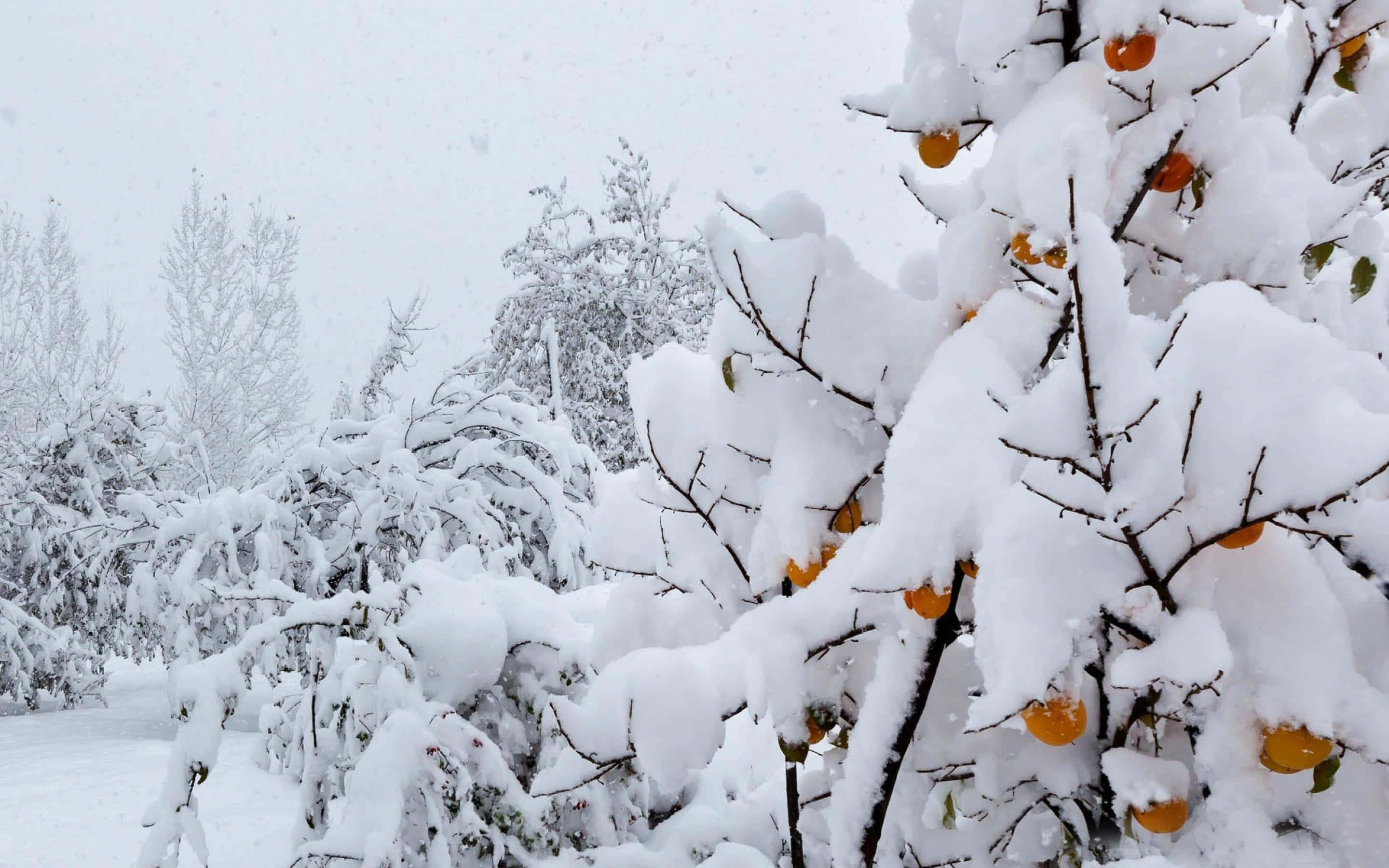 citrus tree, bright orange fruits, snow blankets branches, 2K Desktop Wallpaper
