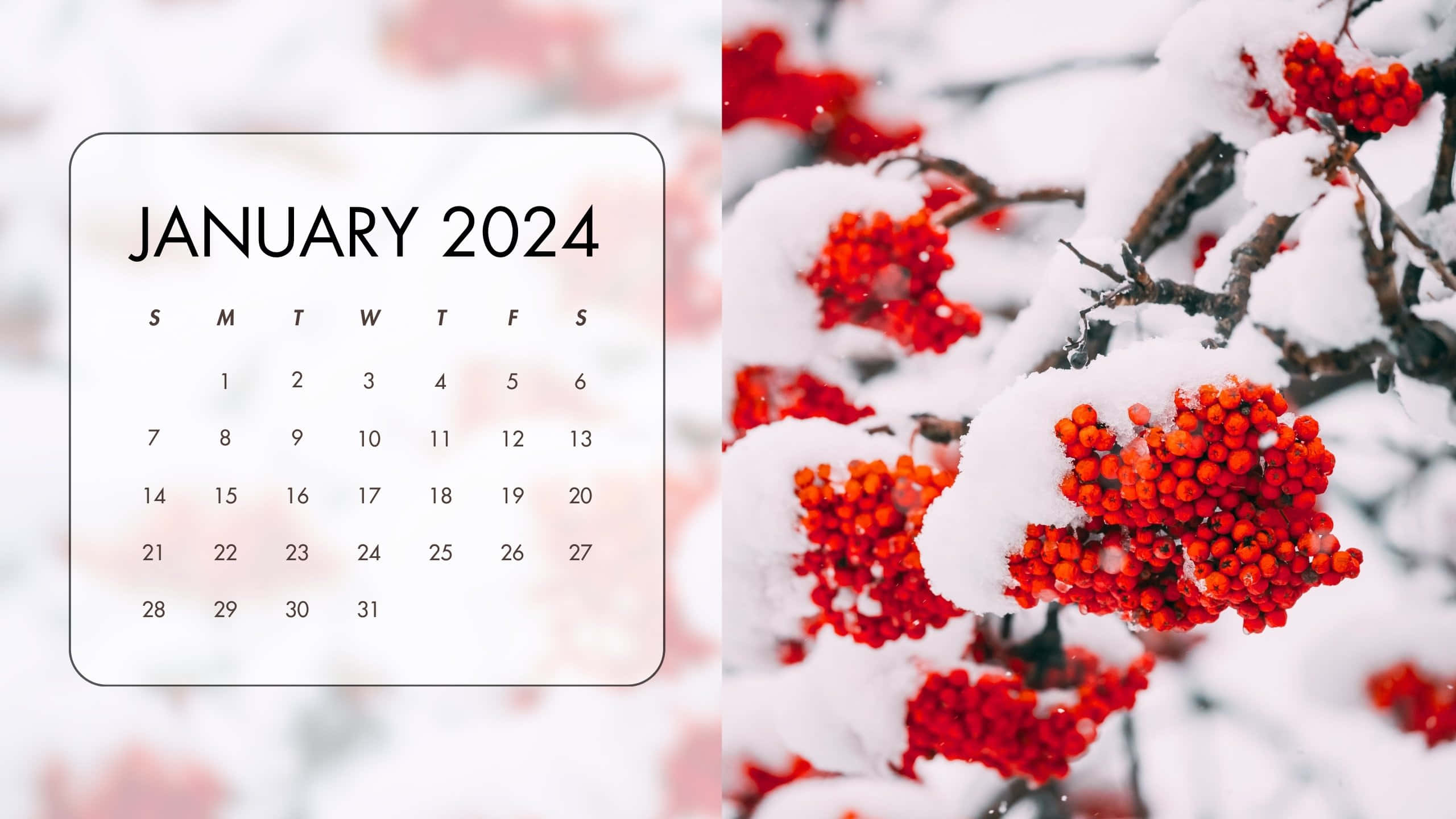 January2024 Winter Berries Calendar, snowy red berry branches, soft pink and white winter background, 2K Desktop Wallpaper