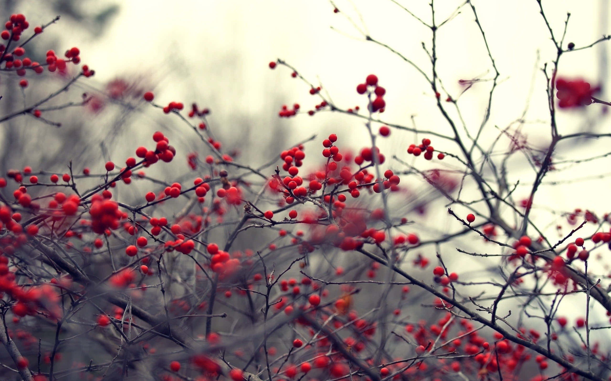 Winter Berries, red berries, bare winter branches, 2K Desktop Wallpaper