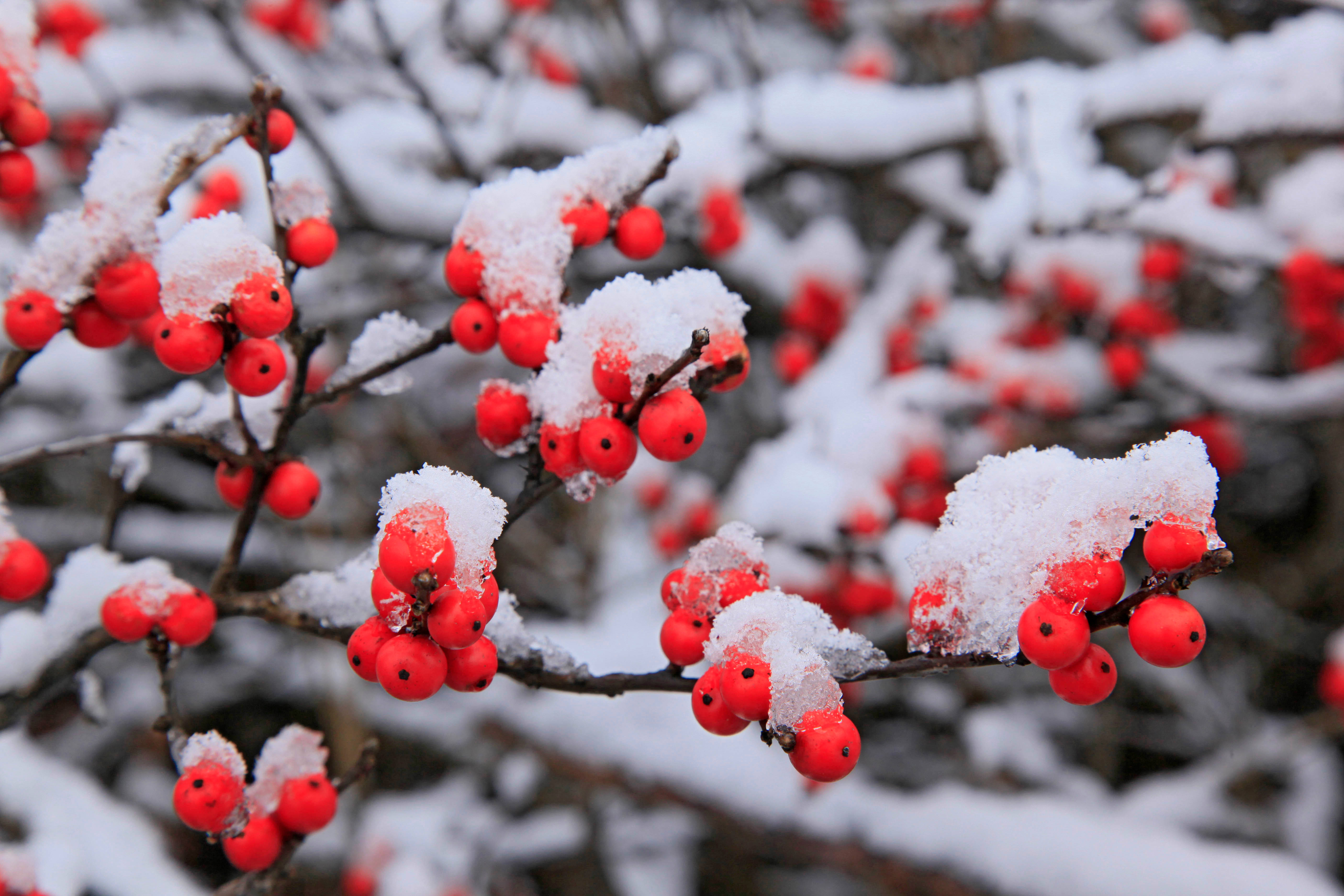 Winter Season Winterberry, vibrant red berries, snow-dusted branches, 5K Desktop Wallpaper