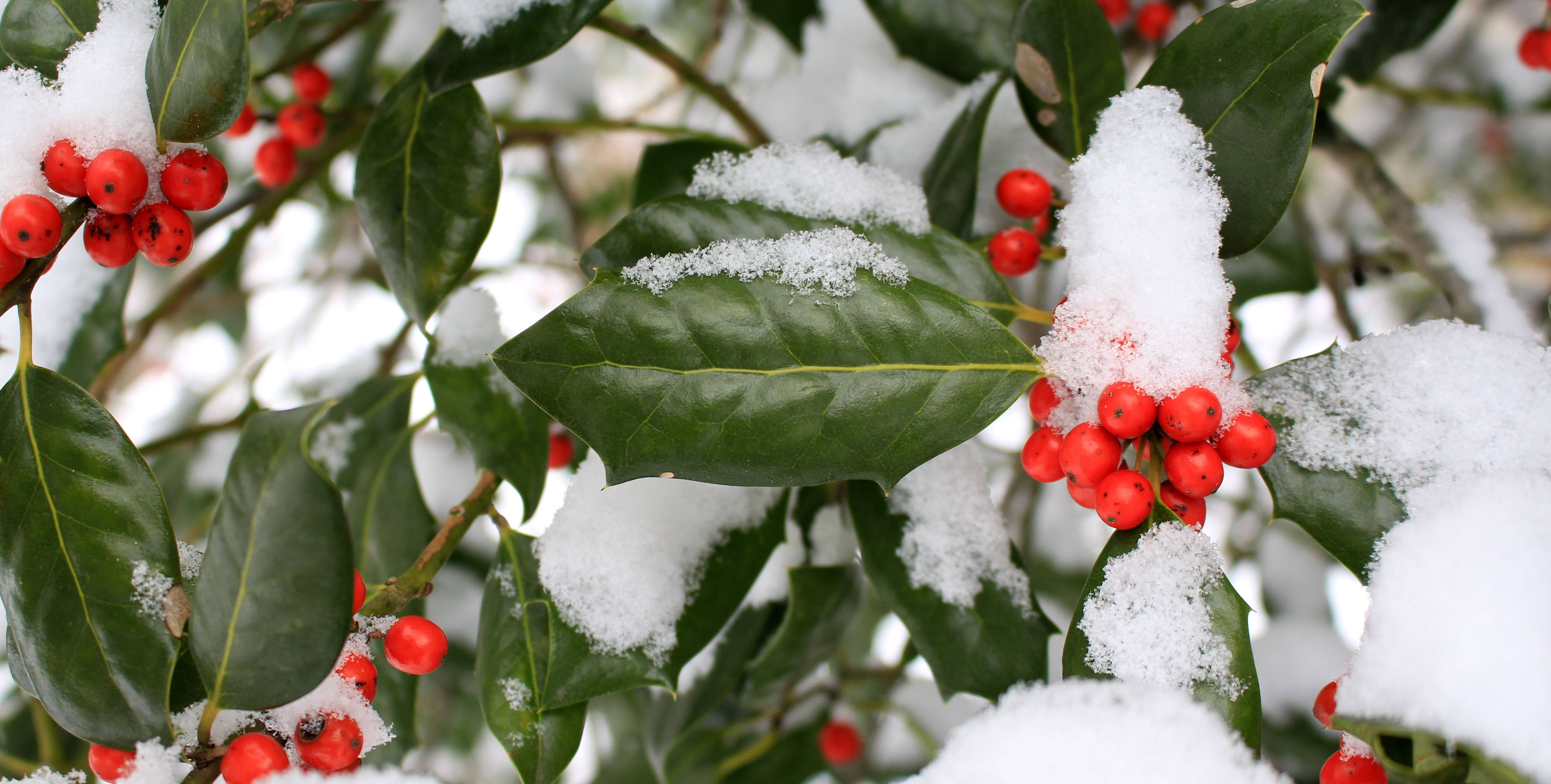 Snow Aesthetic Winter Berry, glossy holly leaves, vibrant red berries, 5K Desktop Wallpaper