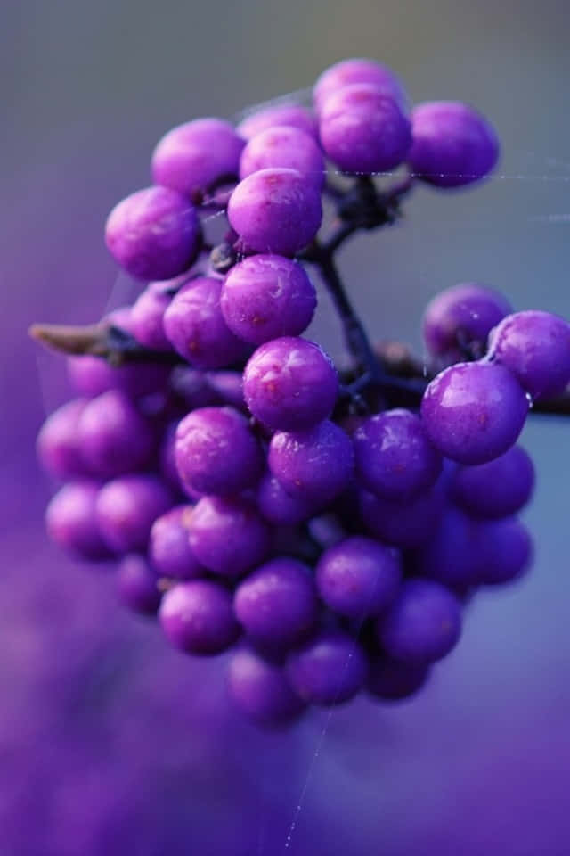 purple berries, dew-kissed, branch, SD Phone Wallpaper