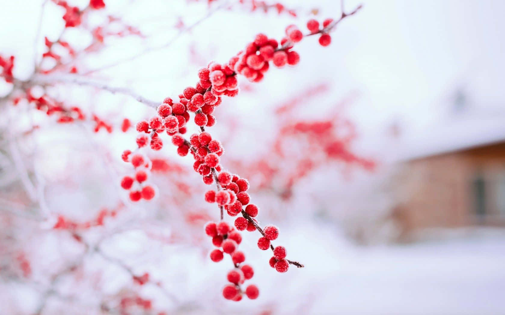 Winter Berries, icy branch, frozen red berries, HD Desktop Wallpaper