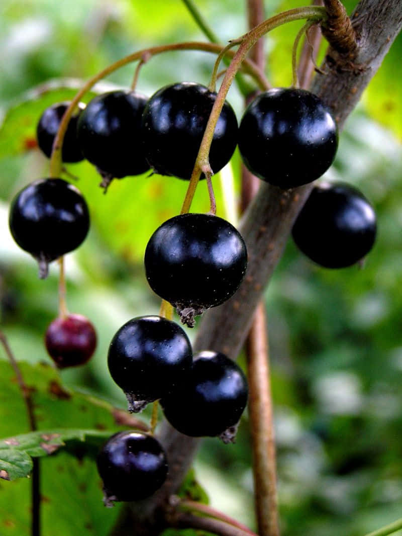 black currant, glossy, woody stem, SD Phone Wallpaper